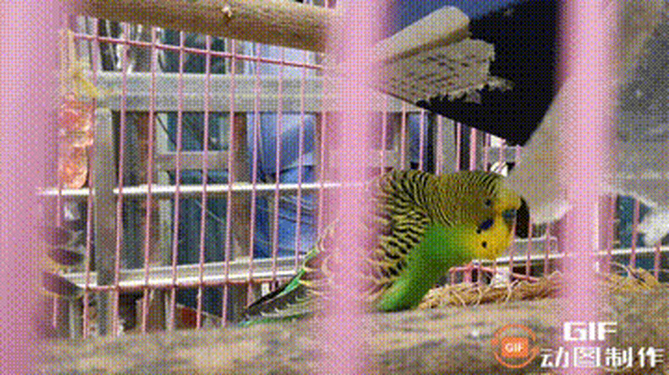 萌宠# #鹦鹉# #我家萌宠成精了# 虎皮鹦鹉的"燕式平衡"[吃鲸]