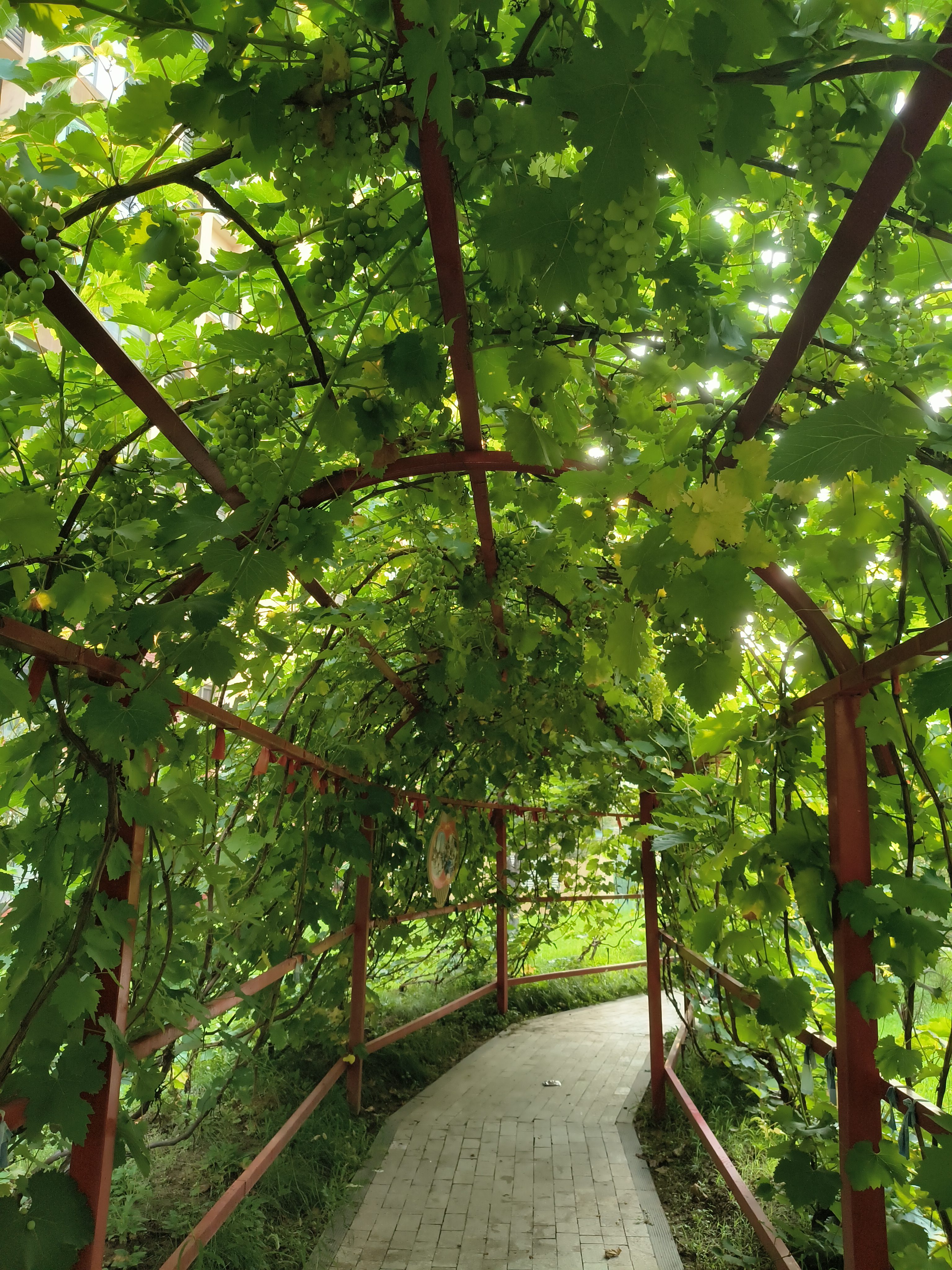 小区里的葡萄架 葡萄架下,藤蔓攀援,绿叶婆娑