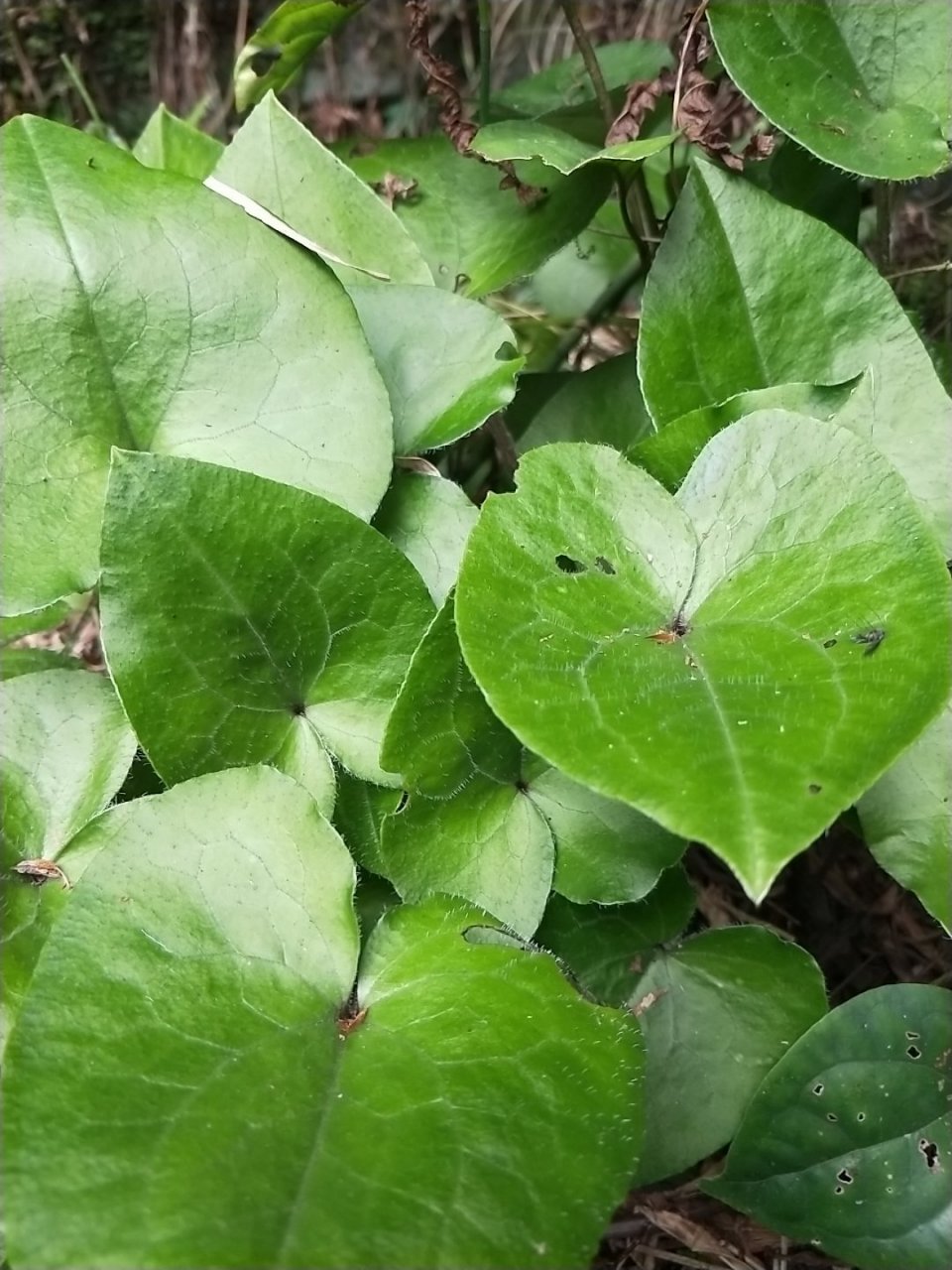 细辛–野生草药