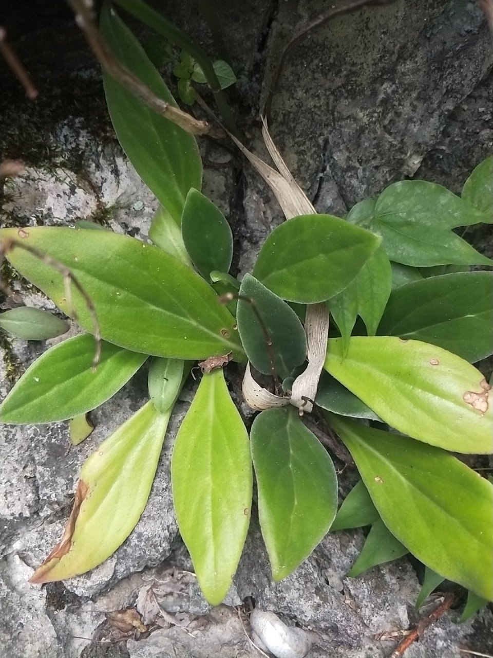 长在石头缝里的野生草药–岩白菜