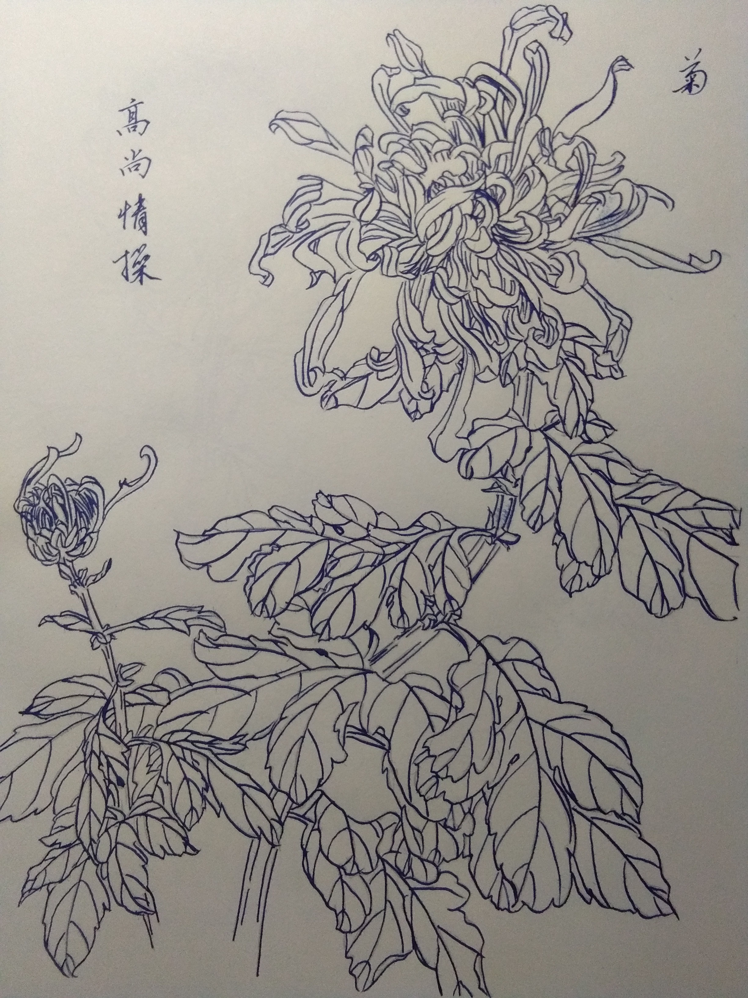 中华传统文化# 梅,兰,竹,菊白描