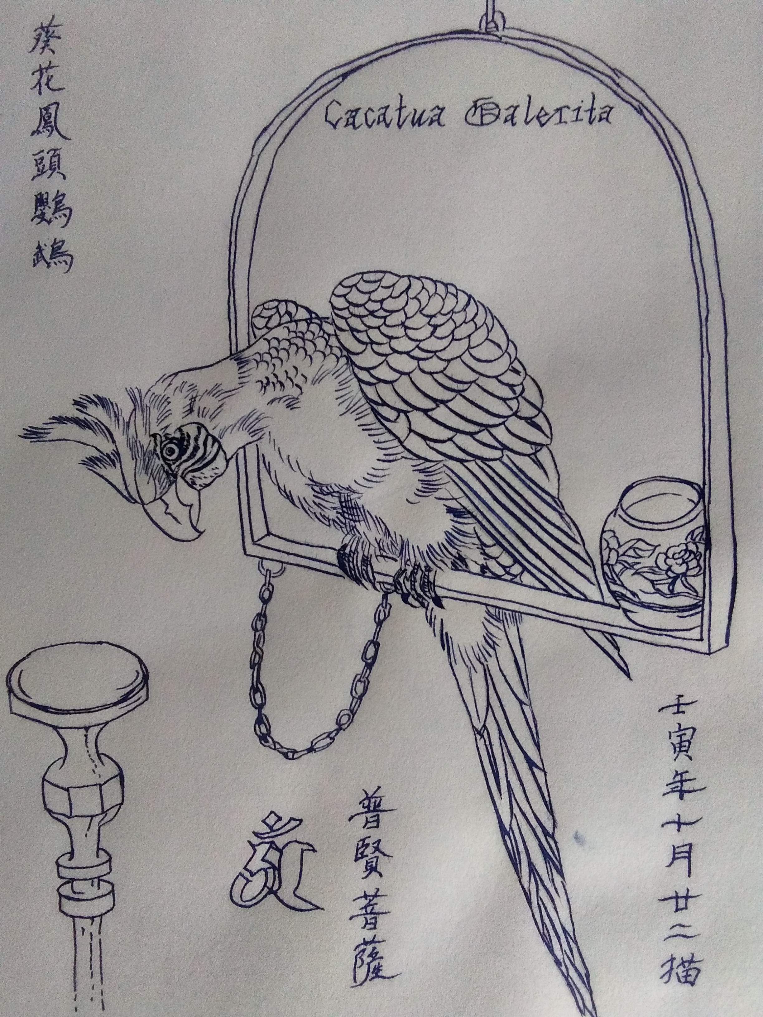 中华传统文化# 国画白描鹦鹉