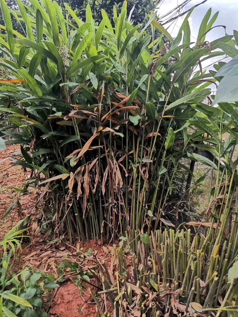 这玩意儿叫南姜,学名alpinia galanga