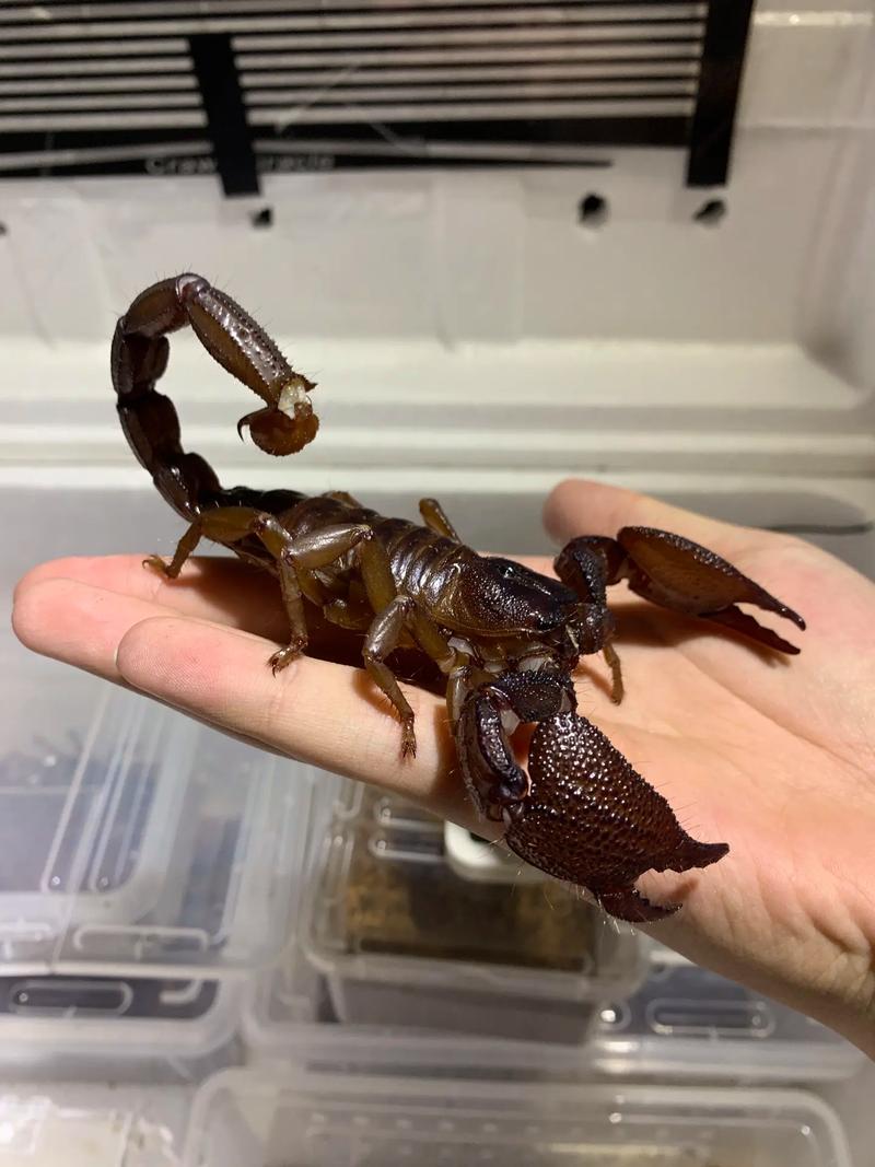 蝎子的养殖方法和技术 蝎子养殖需要注意下面这些方面,这些内容都很