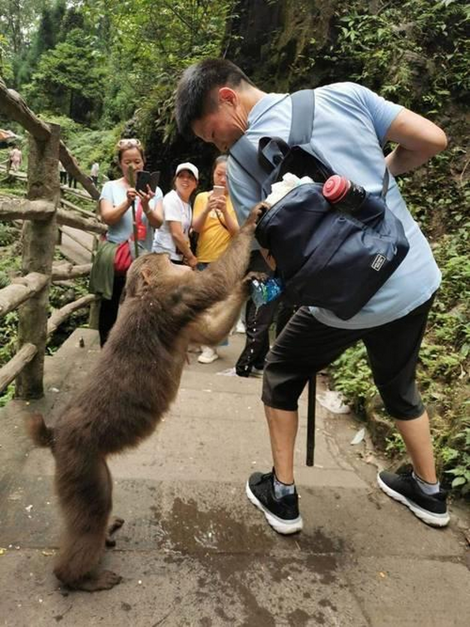 峨眉山泼猴图片