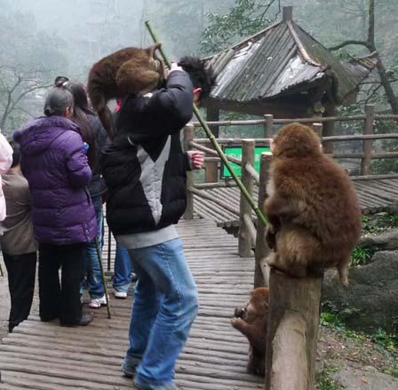 峨眉山泼猴图片