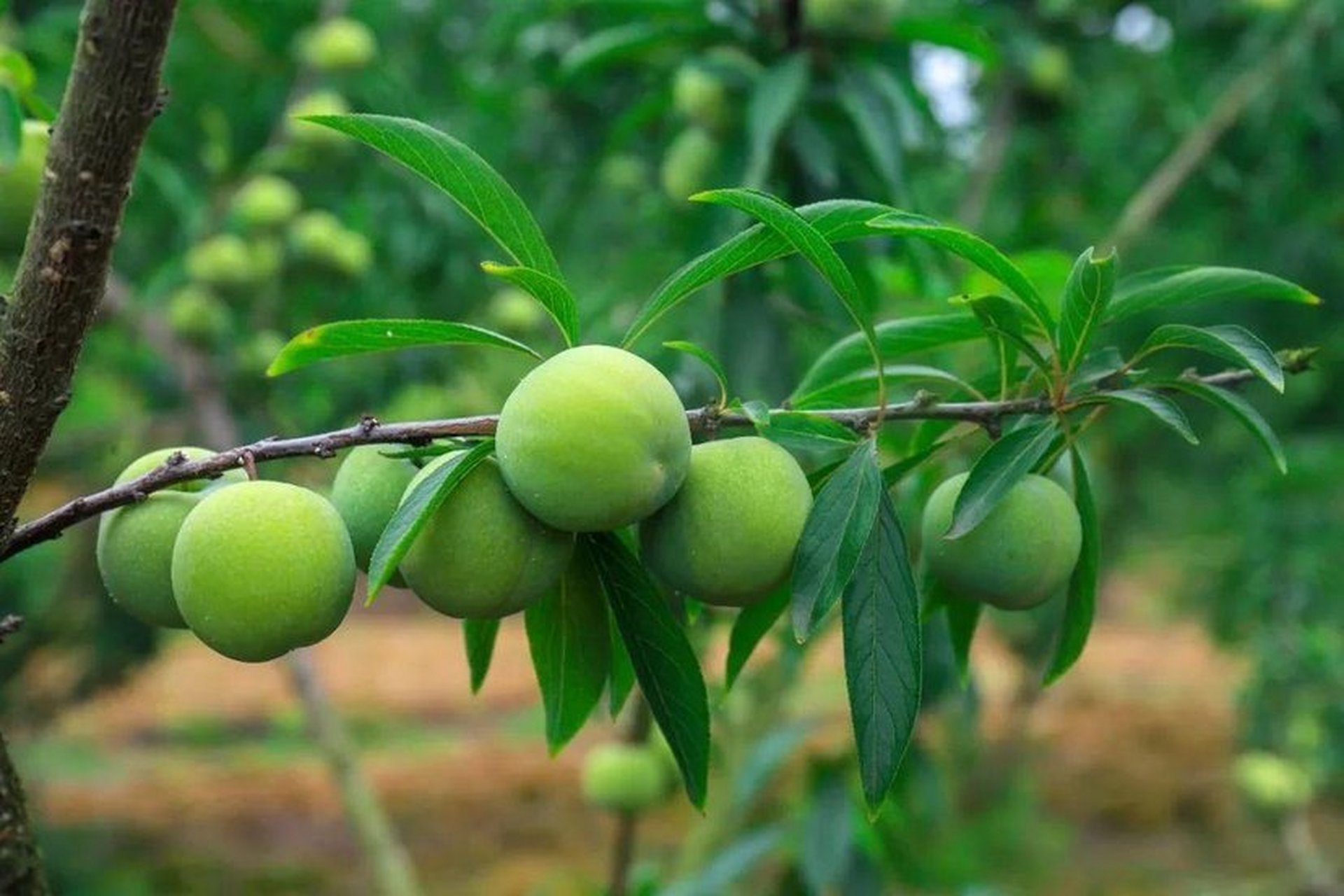 是蔷薇科李属植物,别名嘉庆子,布霖,李子,玉皇李,山李子