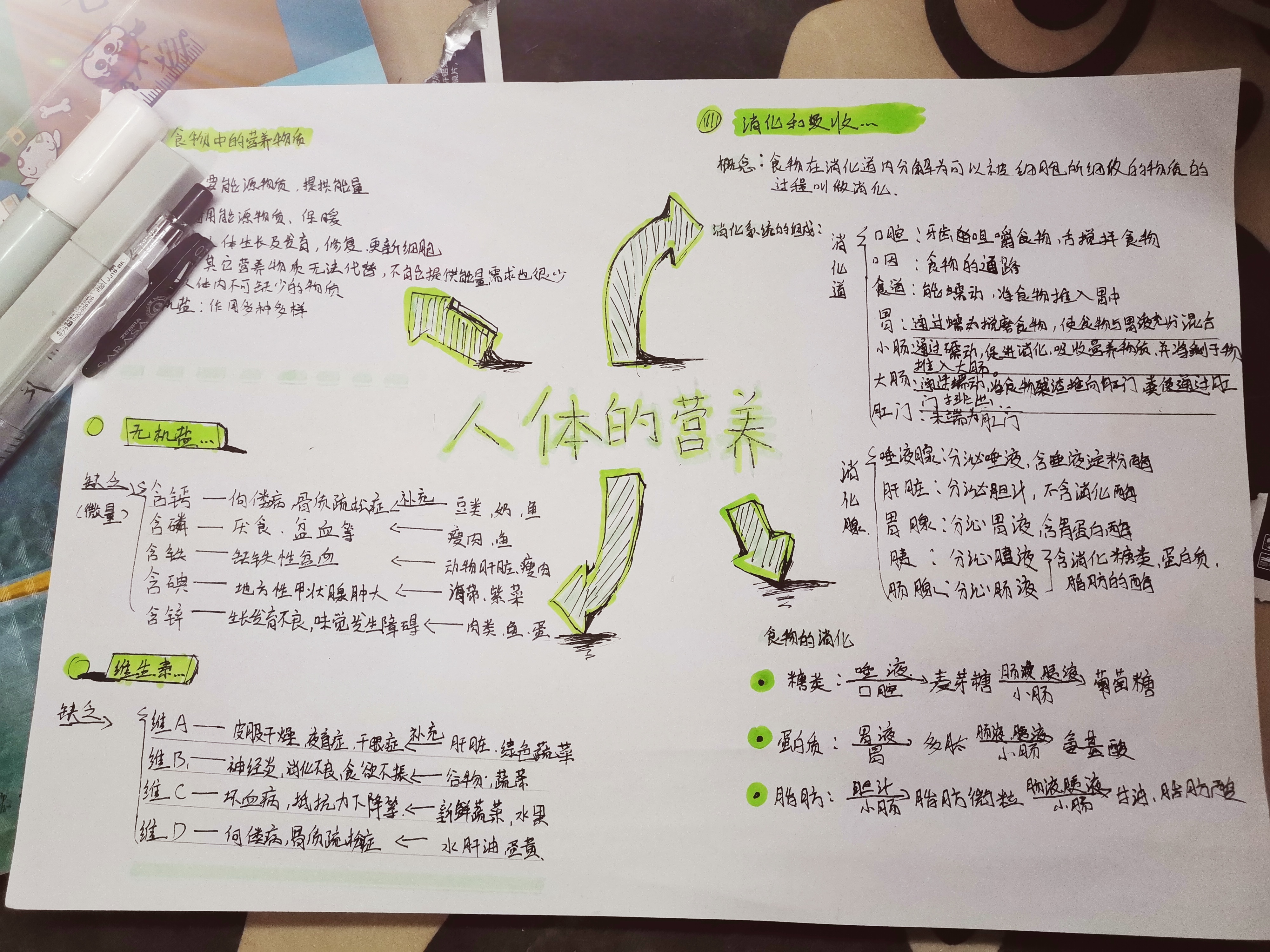 感谢支持 绿色系   生物思维导图  人体的营养