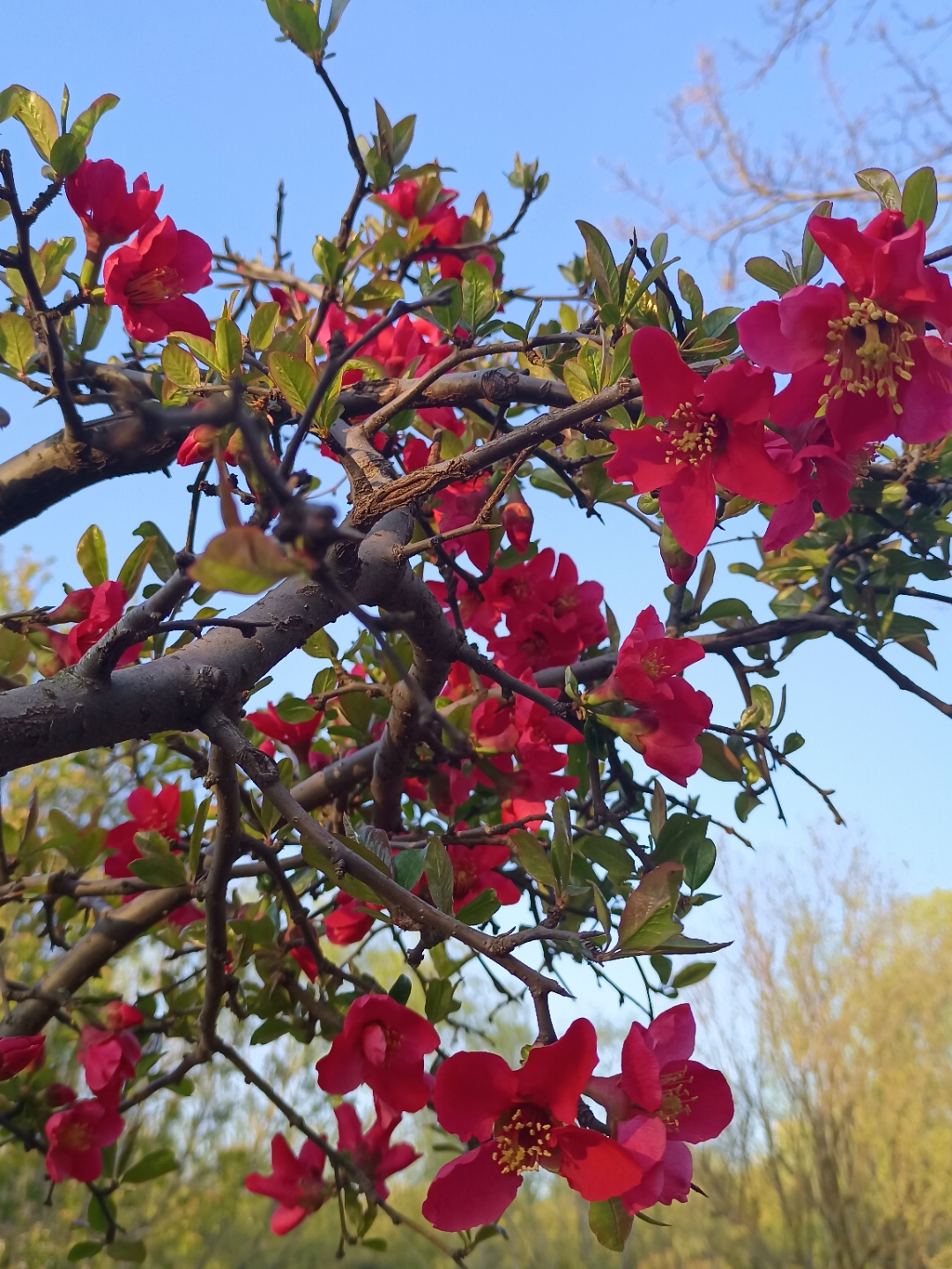 绿色的叶片间红花朵朵,非常的耀眼夺目.许多人从这里经过