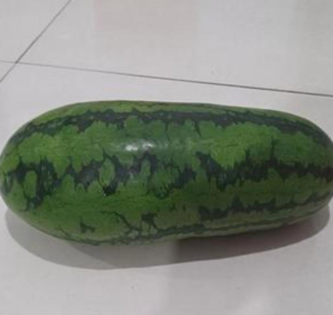 西瓜嫁接在冬瓜上接的果