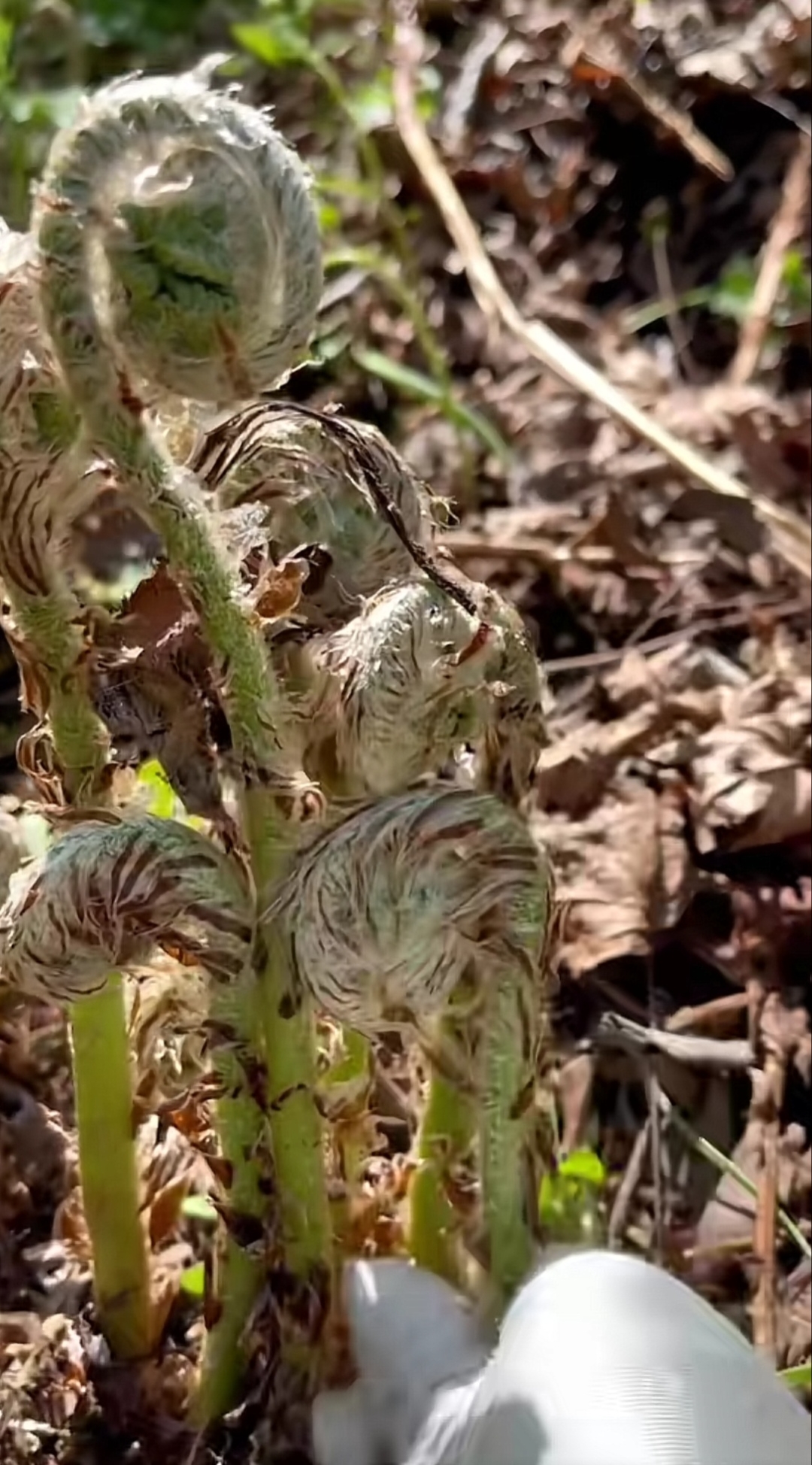 广东菜野菜图片