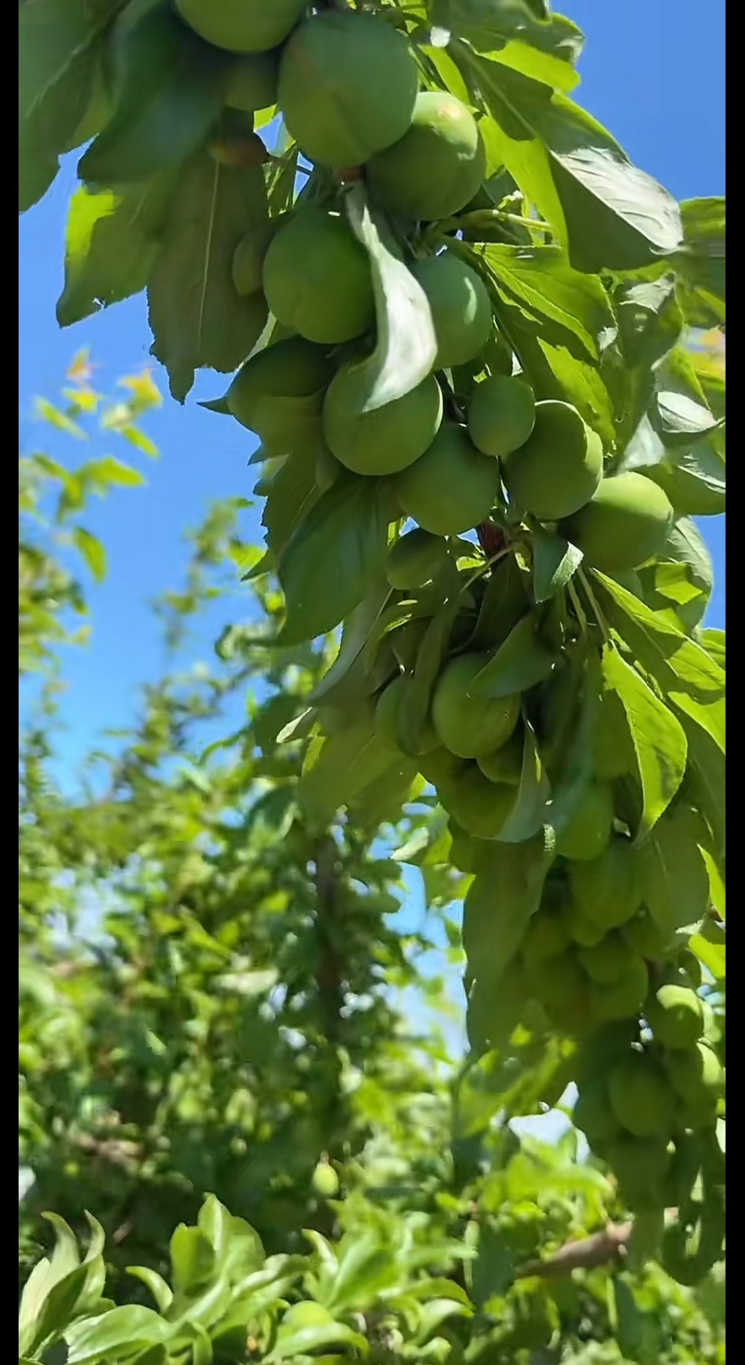 隔壁邻居家的李子树