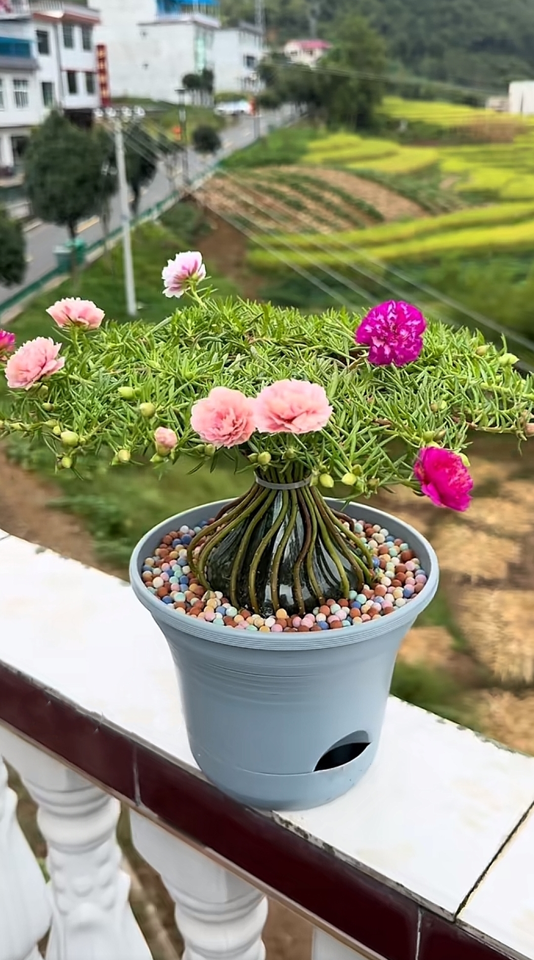 这是我见过的最好看的造型,这是婆婆种的太阳花,婆婆居然把花做出了