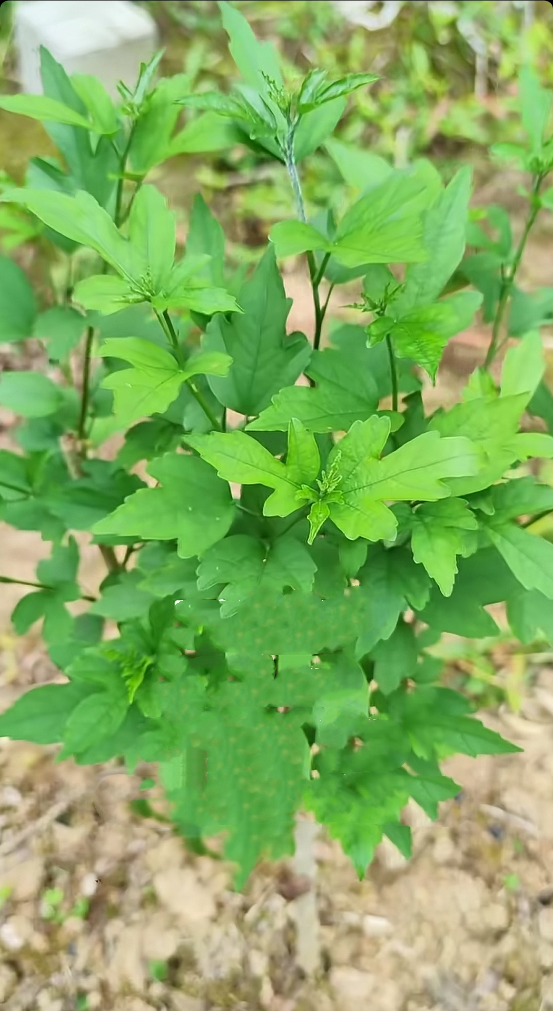 车厘子刚发芽的叶子图片