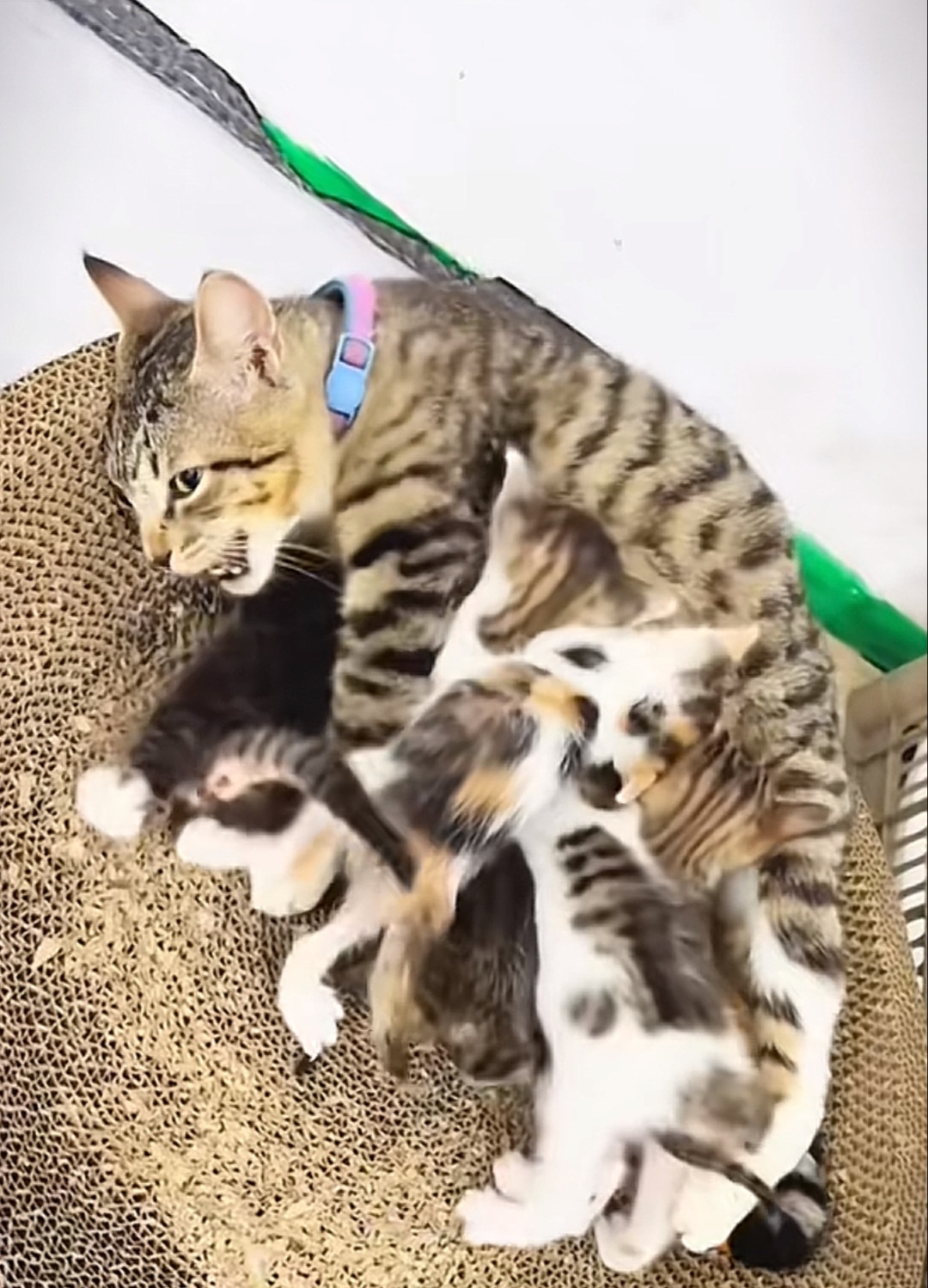 每次猫咪给小奶猫喂奶时,都疼的嗷嗷叫,这么多孩子,都来吃,猫咪奶水不