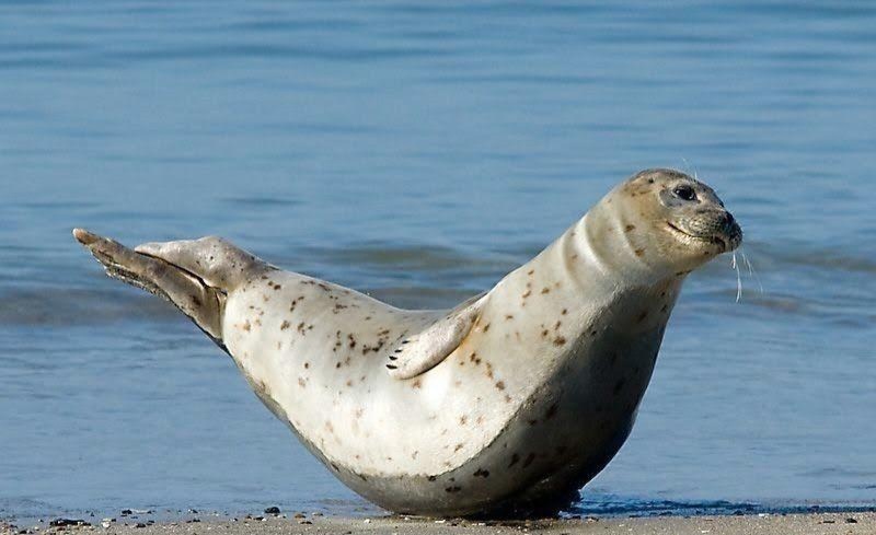 怪不得把人洋洋得意的状态形容为"尾巴翘上天了",这比喻确实很形象啊