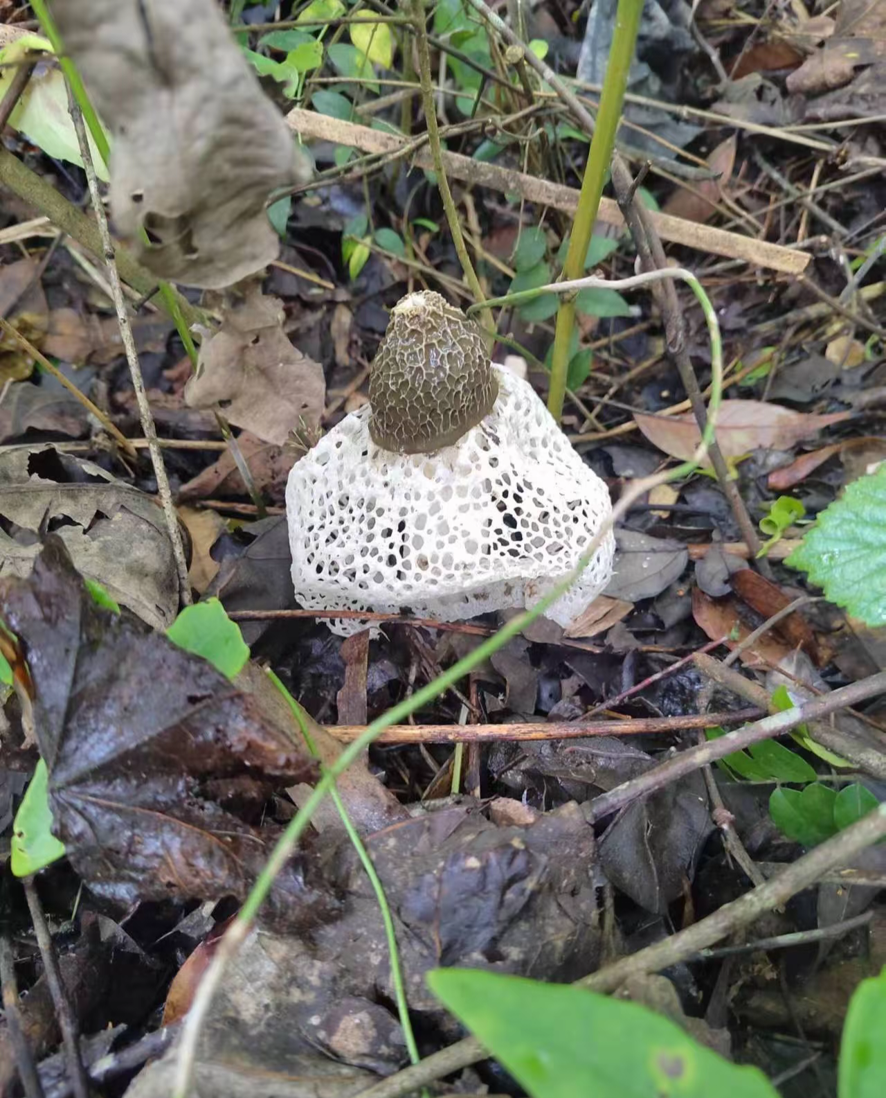 不能吃的话,把它栽到花盆里也挺好看的,大家知道这是什么吗?