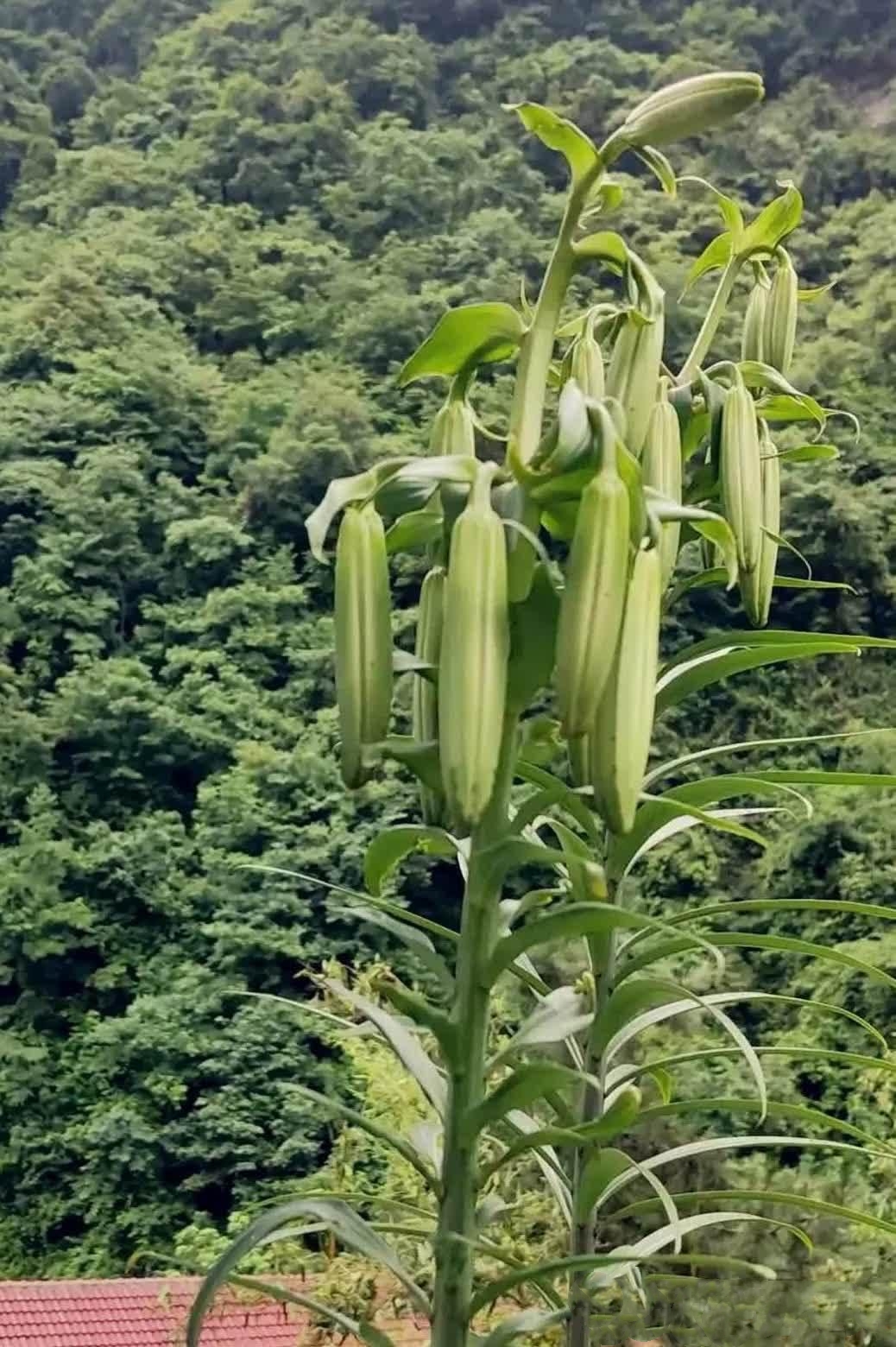 这个大家熟悉吗,一般城里人没太见过吧,只有我们乡下