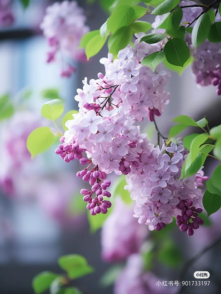 紫丁香花的花语是纯洁,初恋,忧愁和思念