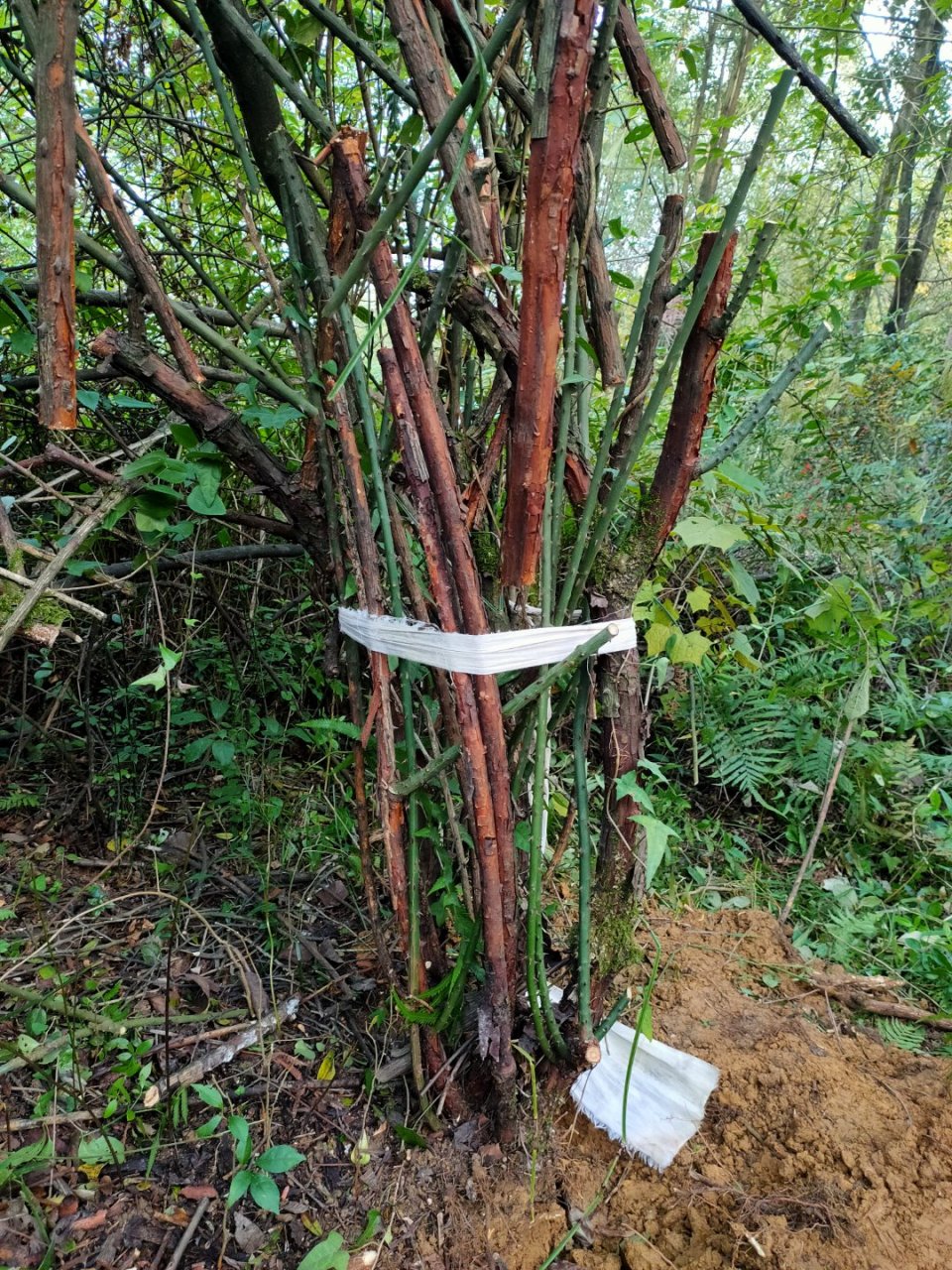 我见过的山木香老桩枝最多的一次