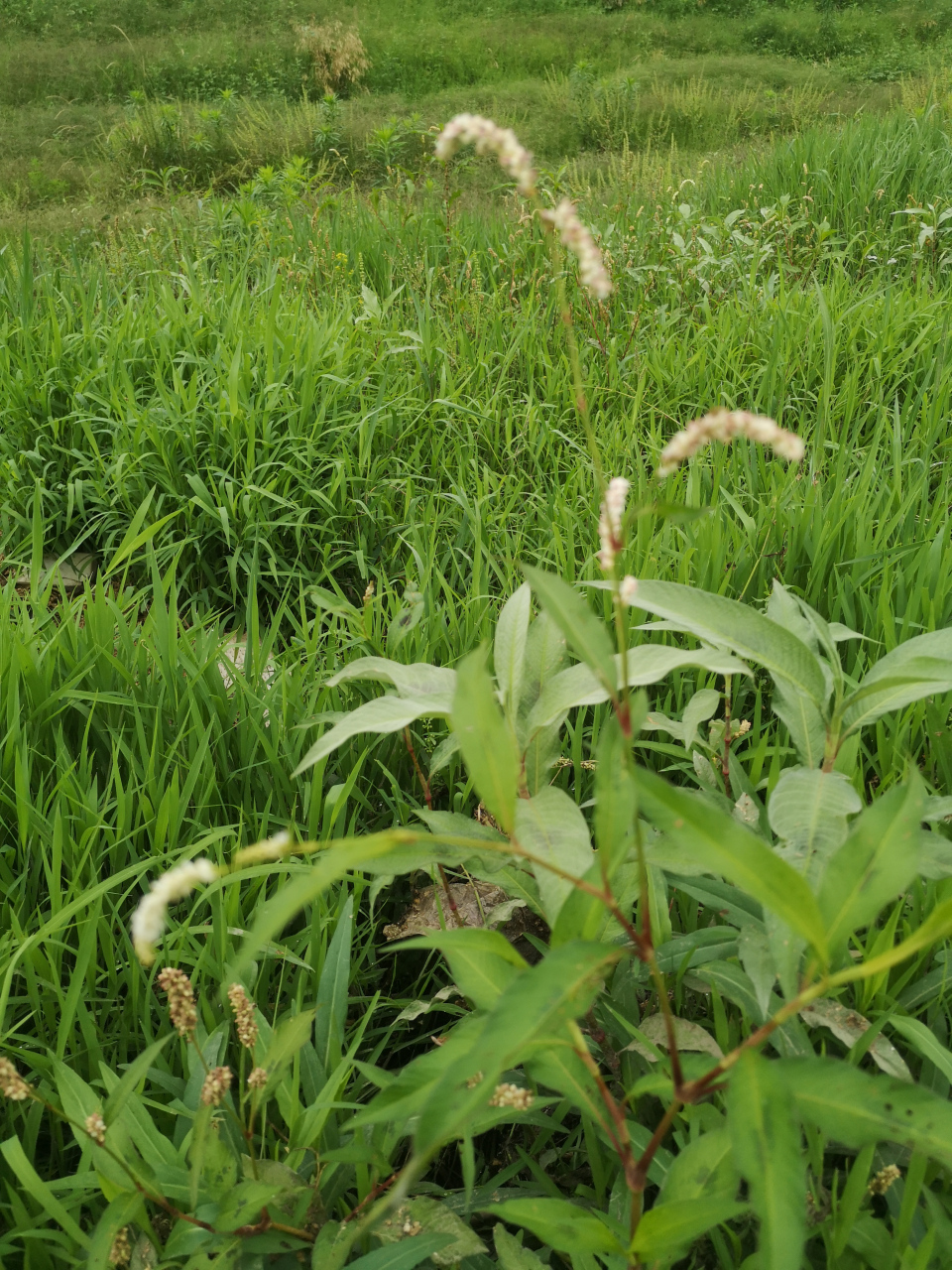 青青河边草里的小草图片