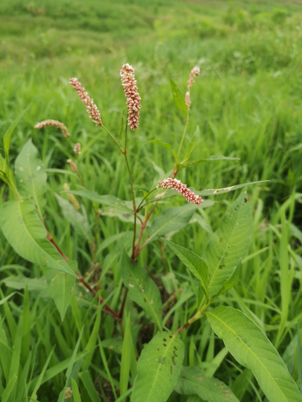 青青河边草里的小草图片