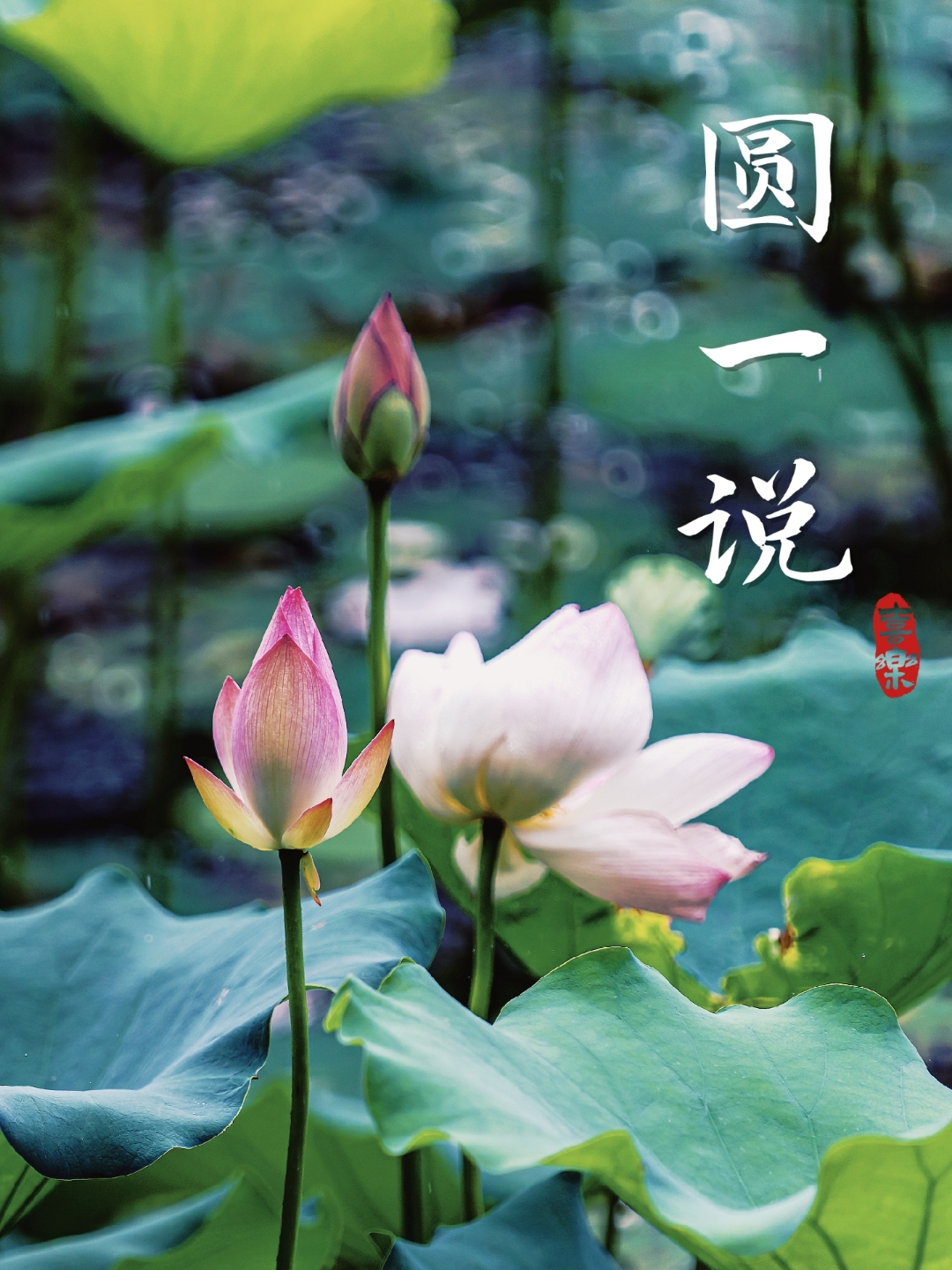 送你一朵好运莲,荷花之美与君子之韵  夏天,这个充满生机与活力的季节