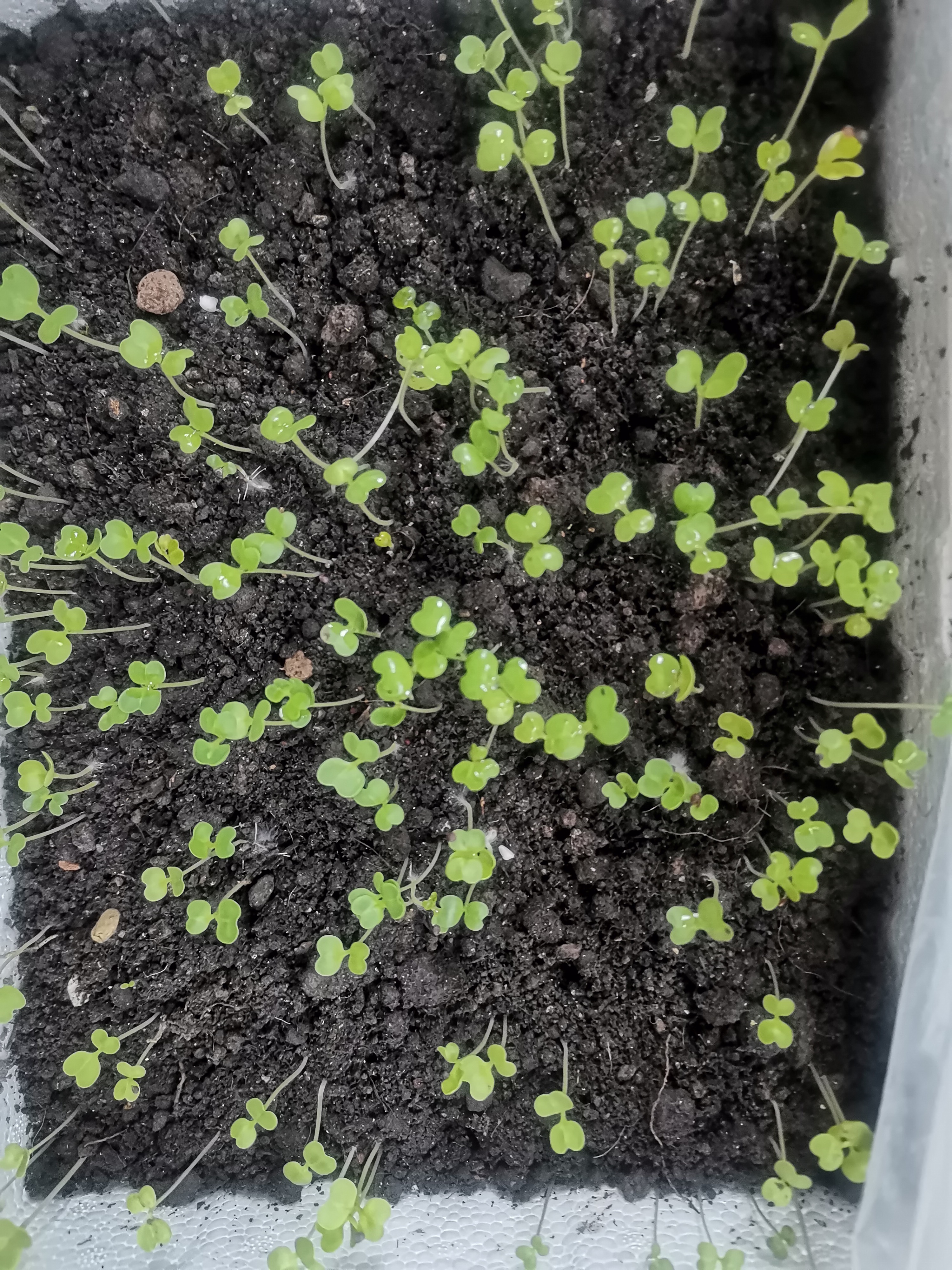 这是我种的小油菜都发芽了