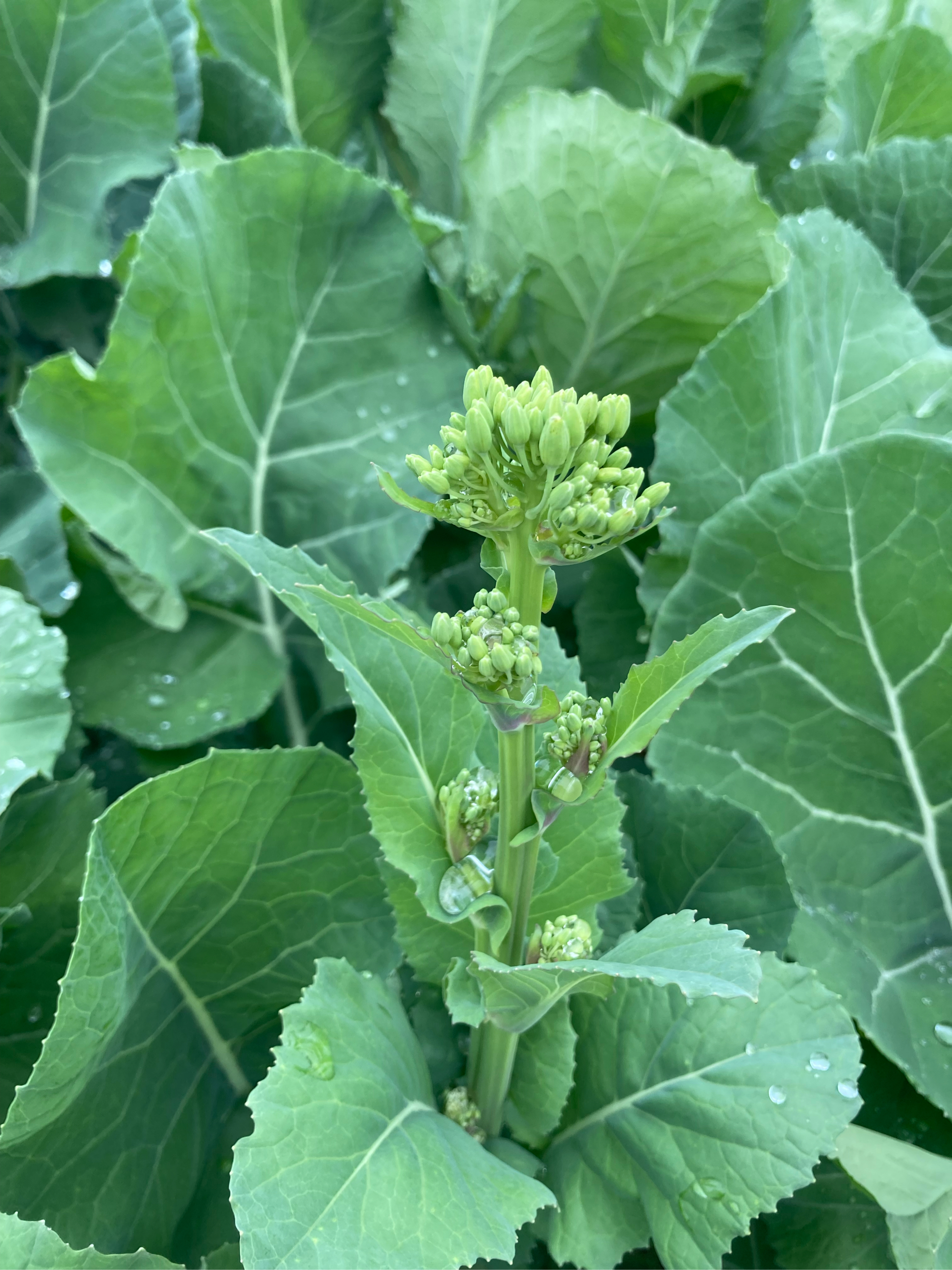 油菜花刚长出来的样子图片