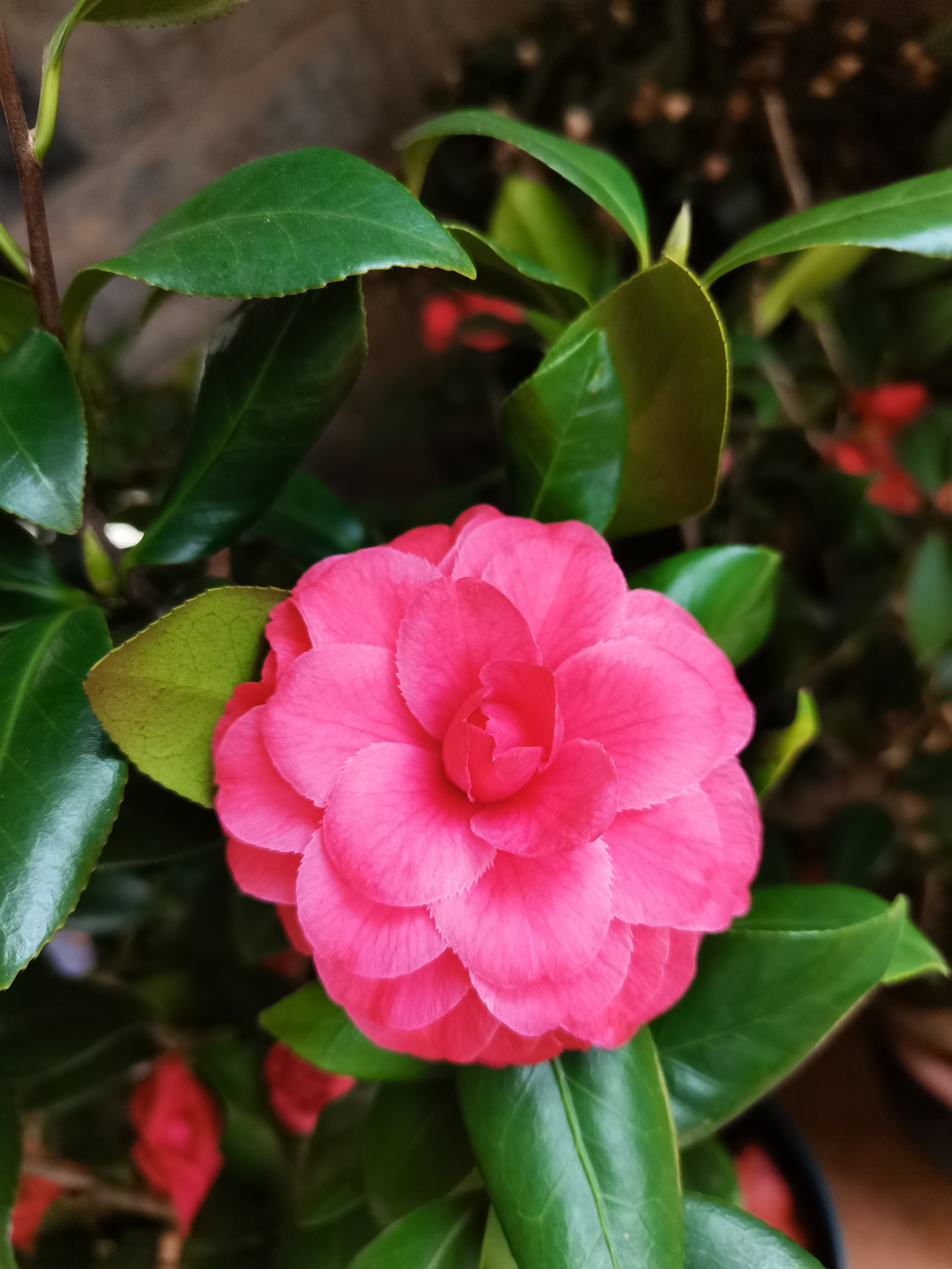 茶花,赛玫瑰. 红色的文瓣花型很耐看.