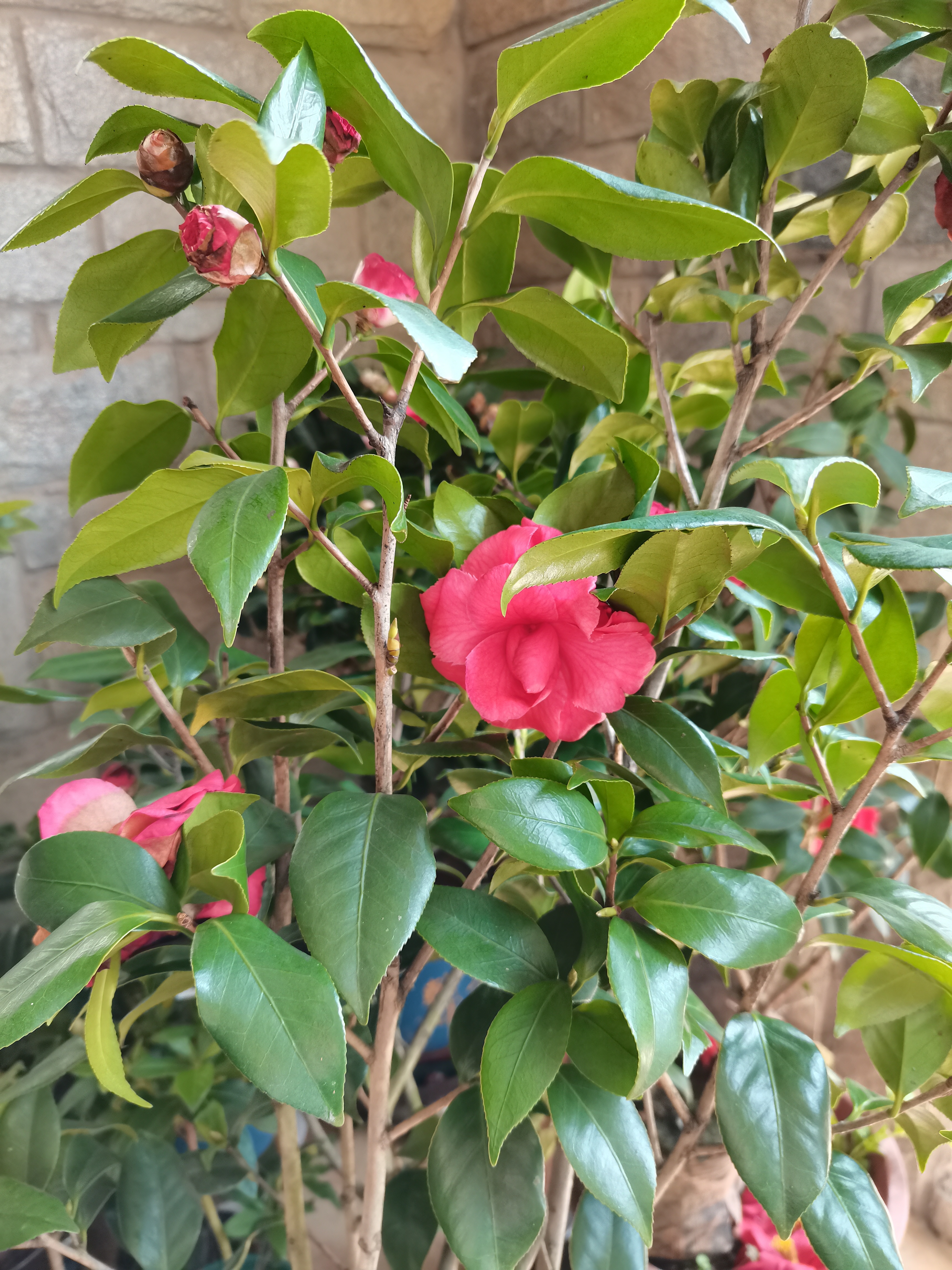 茶花,赛玫瑰. 红色的文瓣花型很耐看.