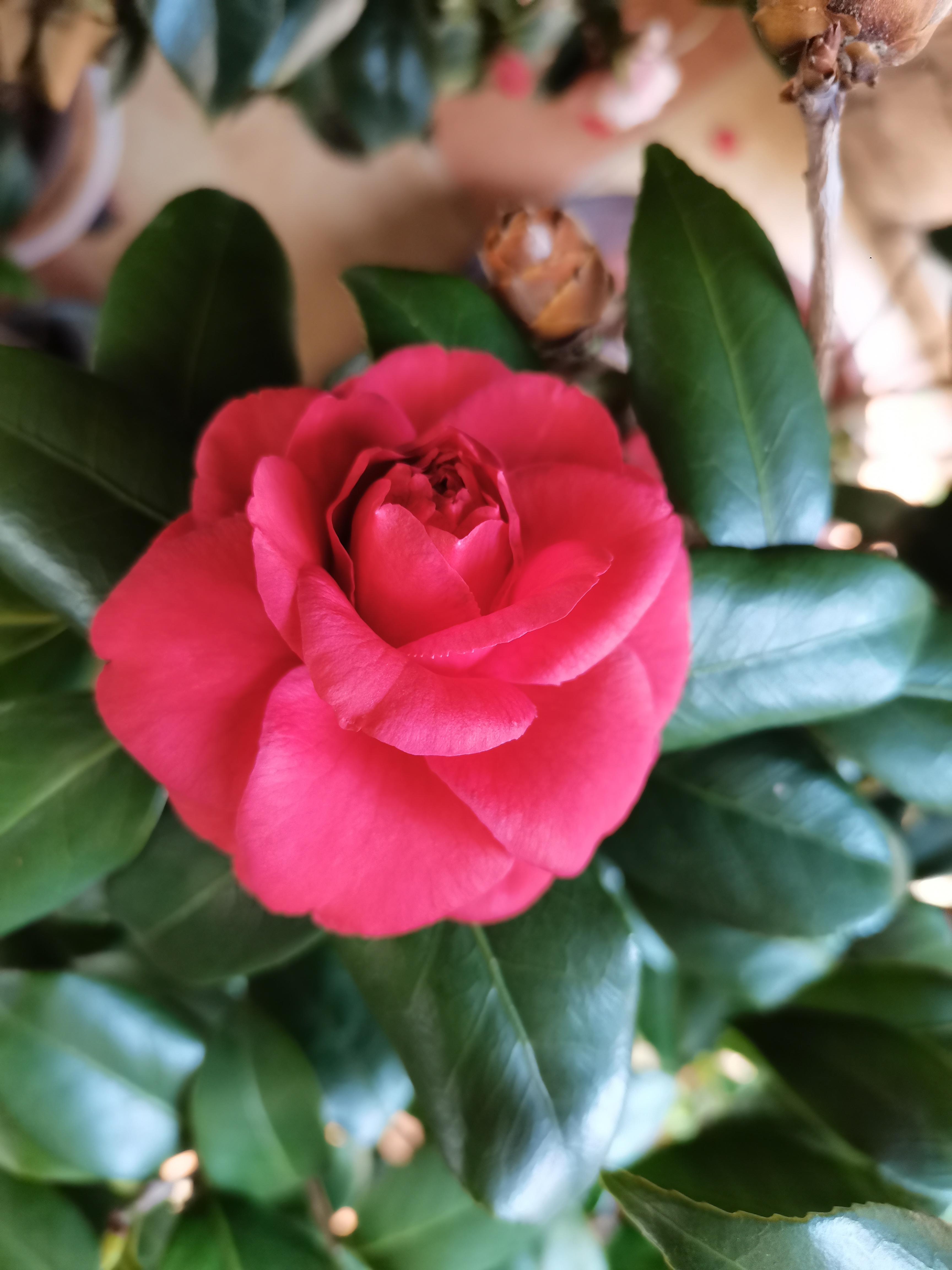 茶花,赛玫瑰. 红色的文瓣花型很耐看.