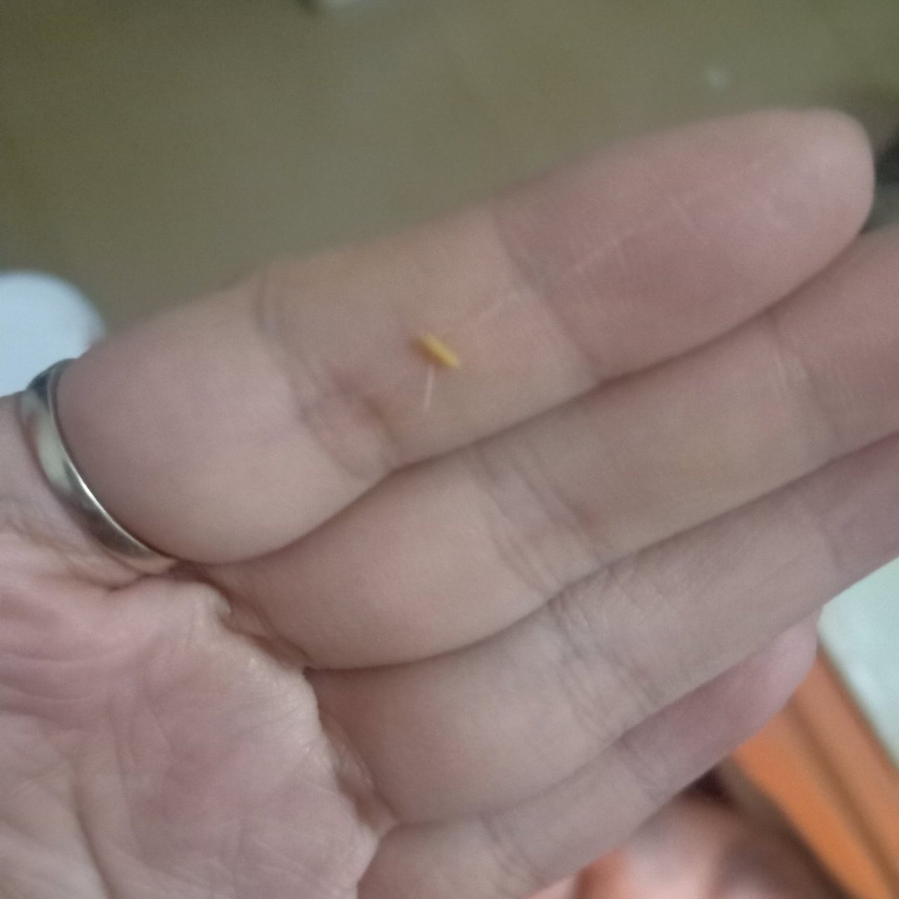 我们家狗狗肛门周围有很多很多这种类似于虫卵的黄色小颗粒,请知情的