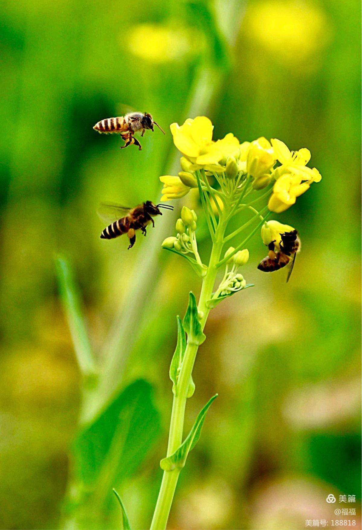 蜜蜂采蜜油菜花图片图片