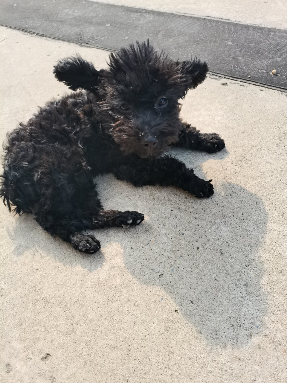 我家泰迪目前5个月大了,卖家说是蓝灰色泰迪,买来到现在还是黑色,浑身