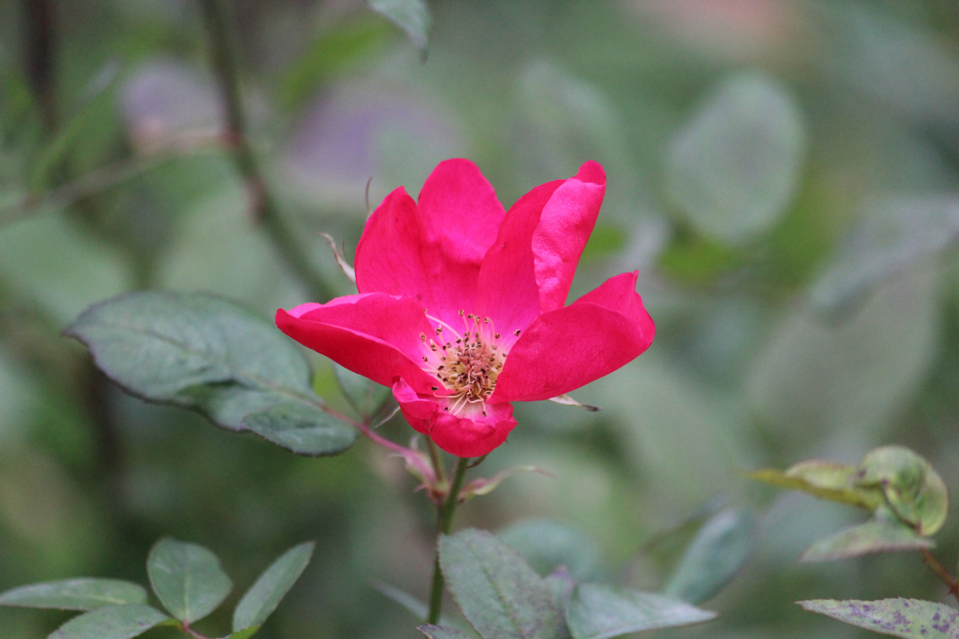 花卉摄影之红色#2月图文动态激励计划# 单瓣月季花