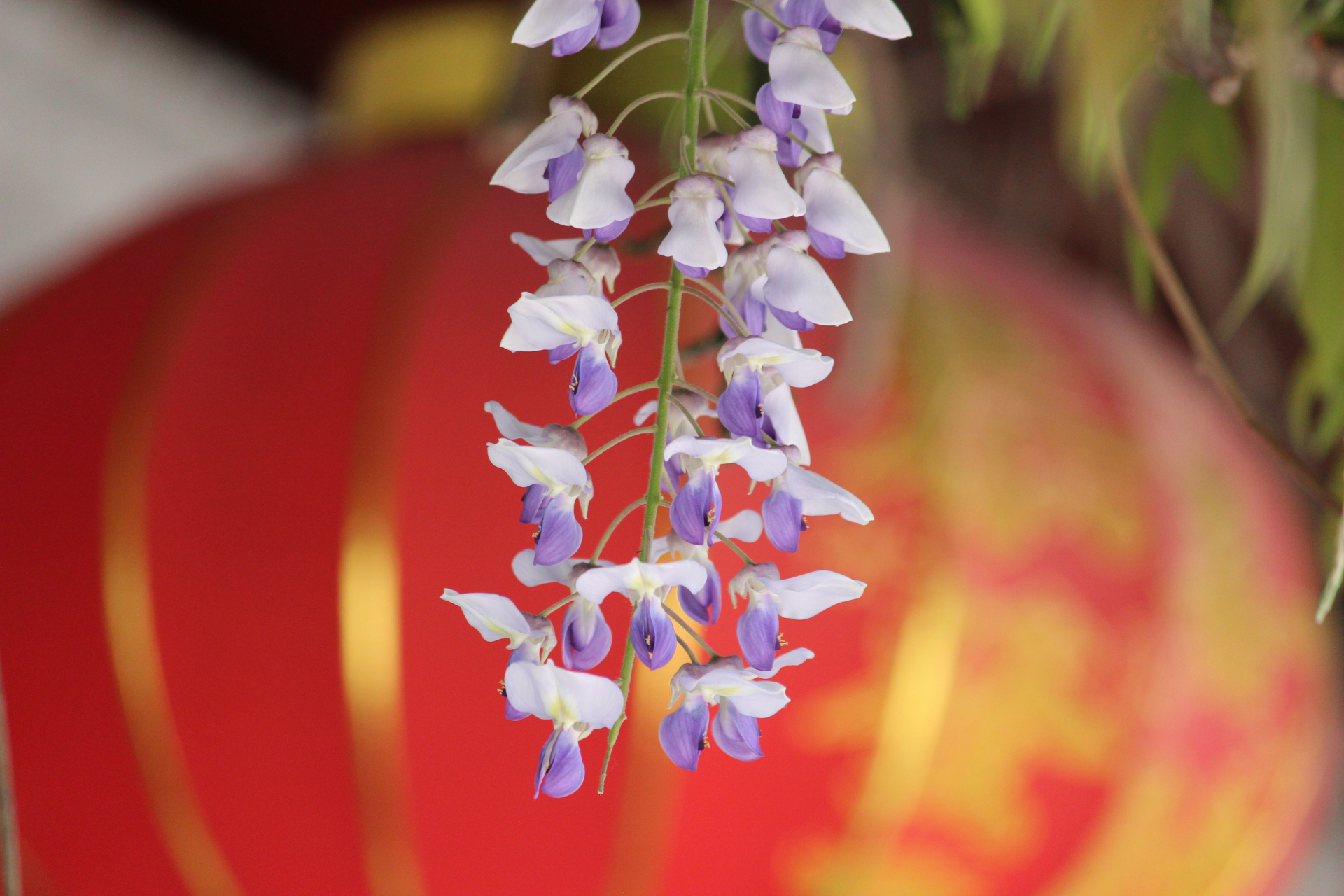 花卉摄影之紫藤花