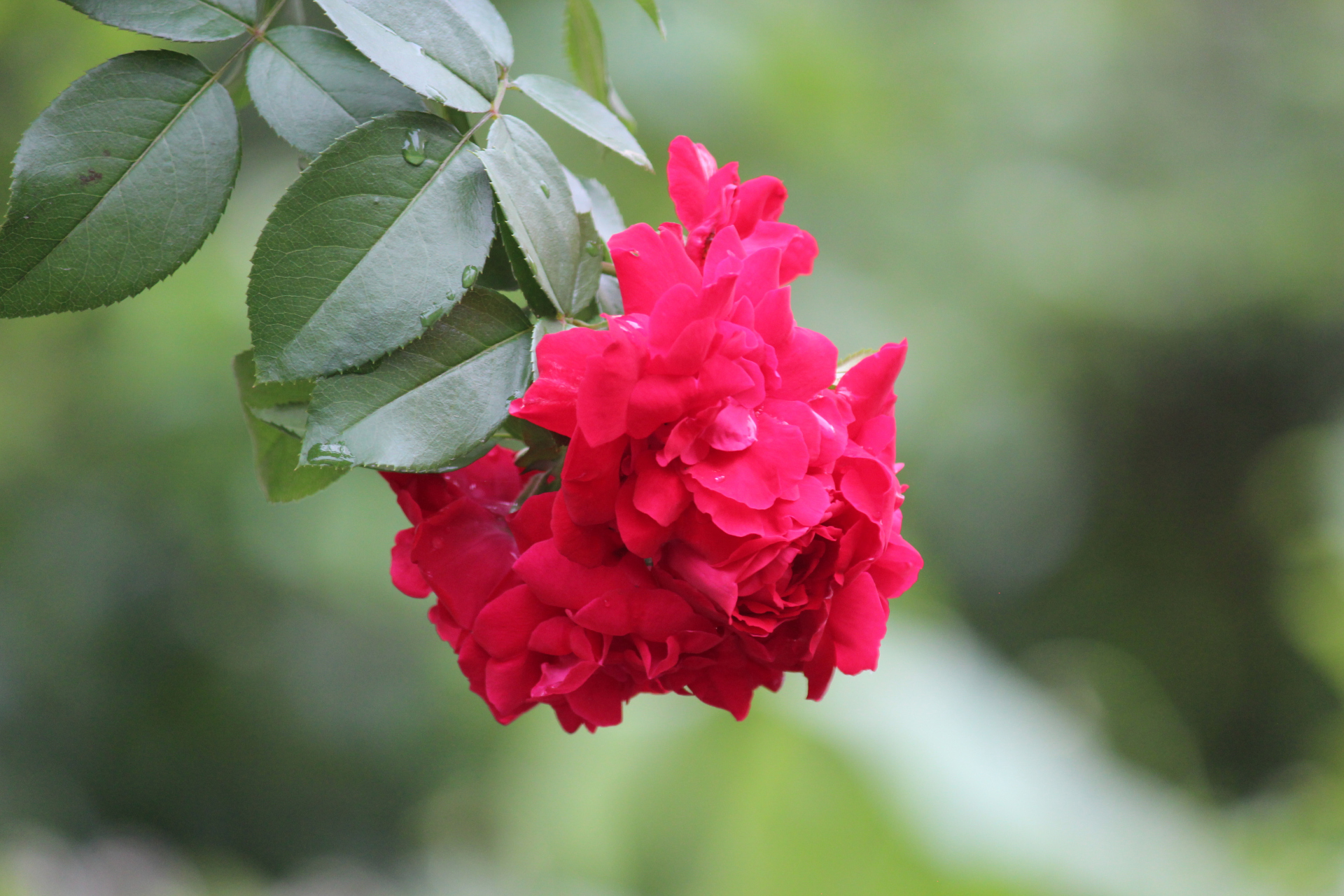 一组红色的蔷薇花,开得热烈而奔放.