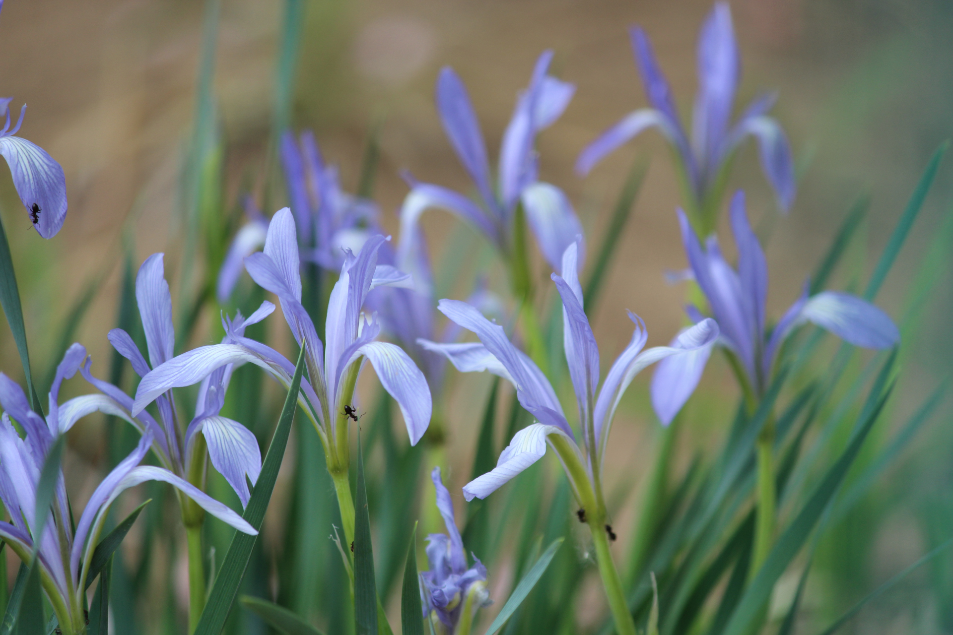 花卉原创摄影之马蔺花#摄影爱好者联盟