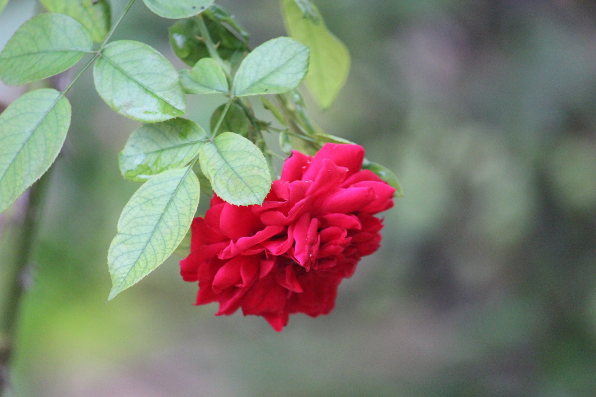 红色蔷薇花高清壁纸图片