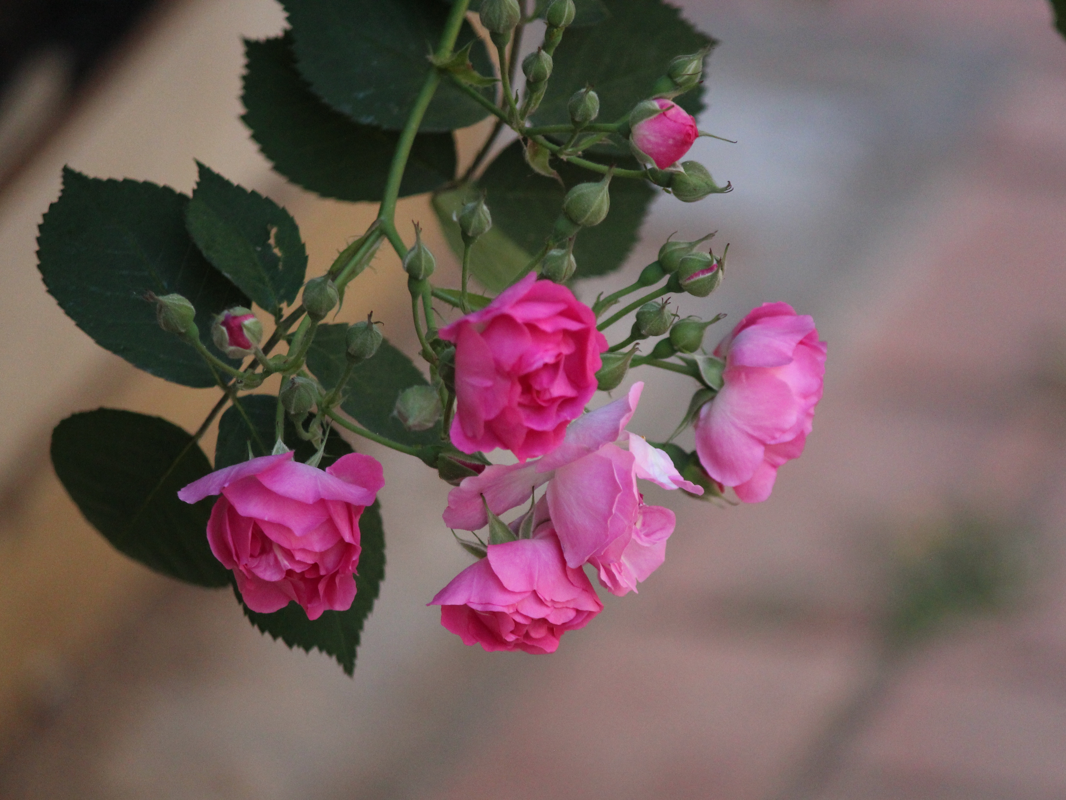花卉原创摄影之粉色七姊妹花(三)#摄影爱好者联盟[小组]