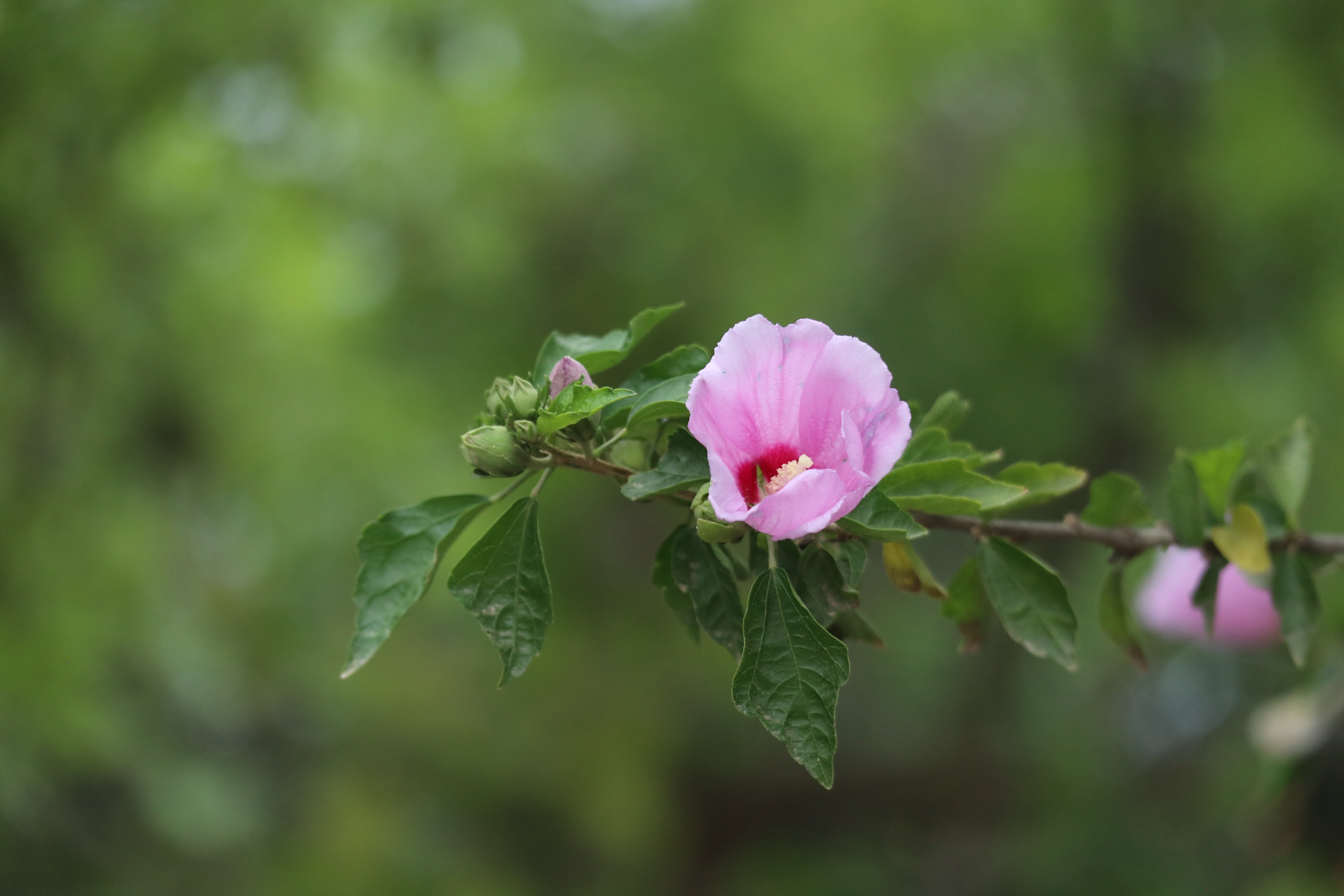 花卉摄影之单瓣木槿