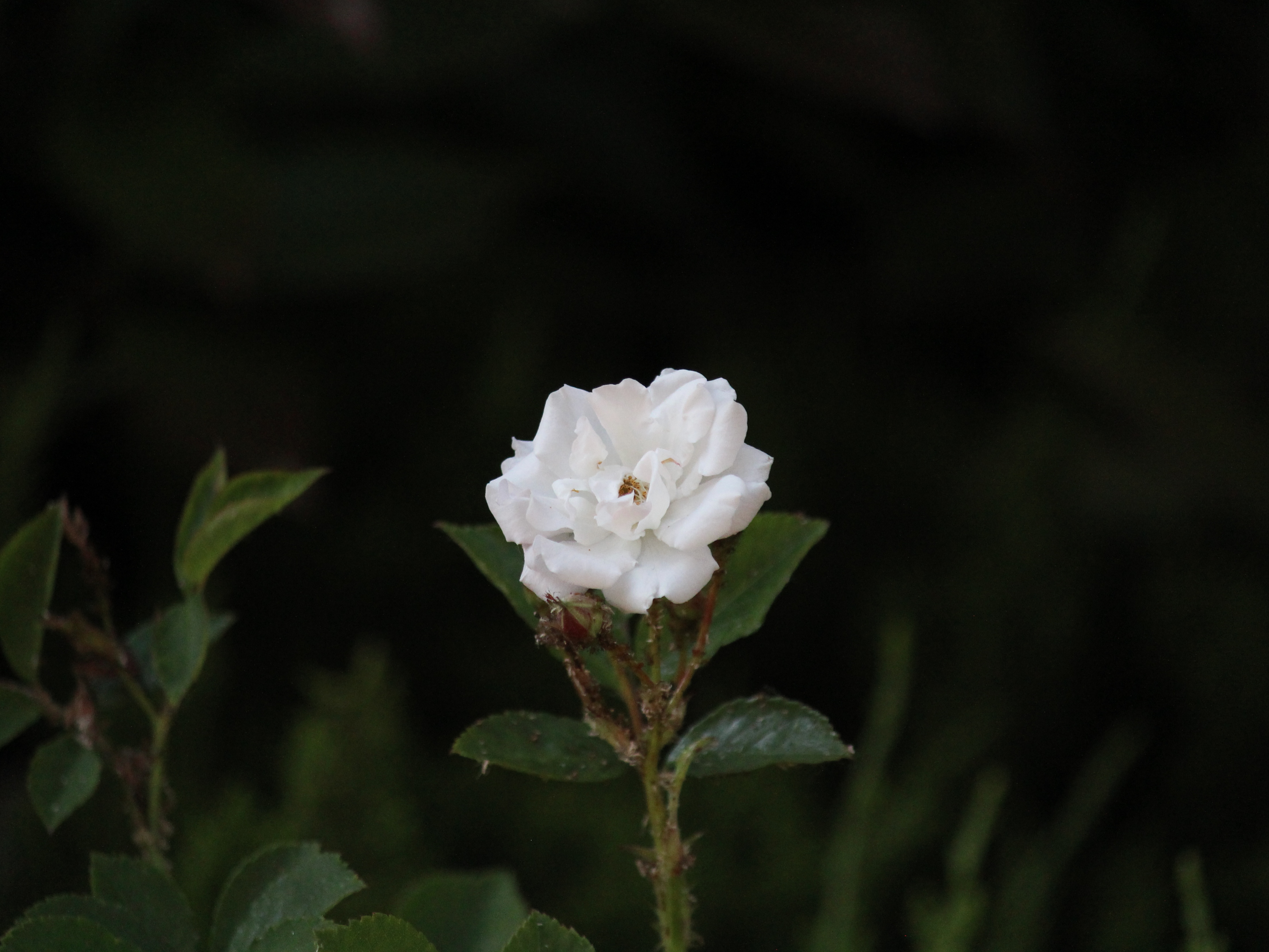 花卉原创摄影之白色蔷薇花