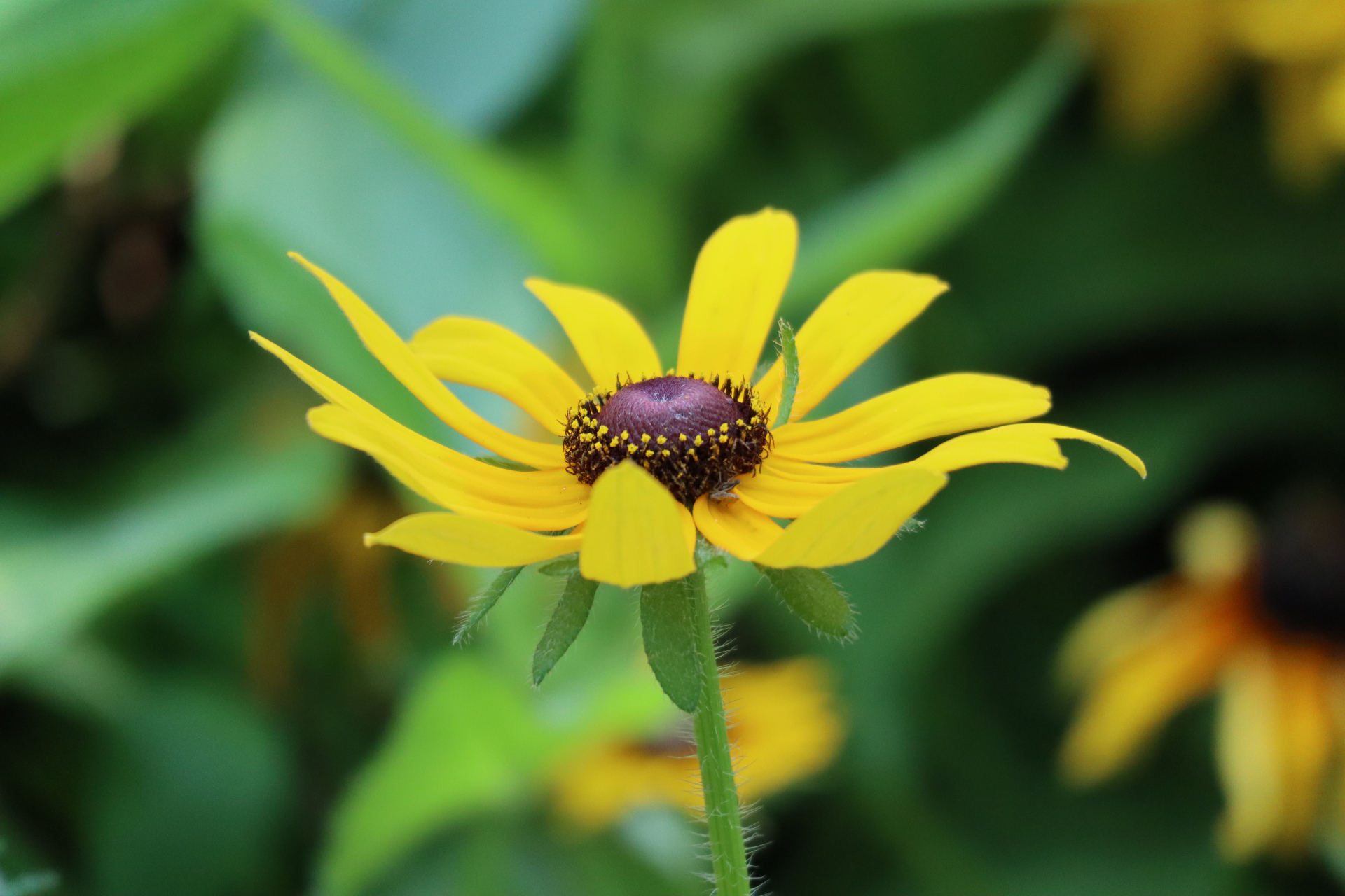 花卉摄影之菊芋 佳能单反相机拍摄,原片直出.