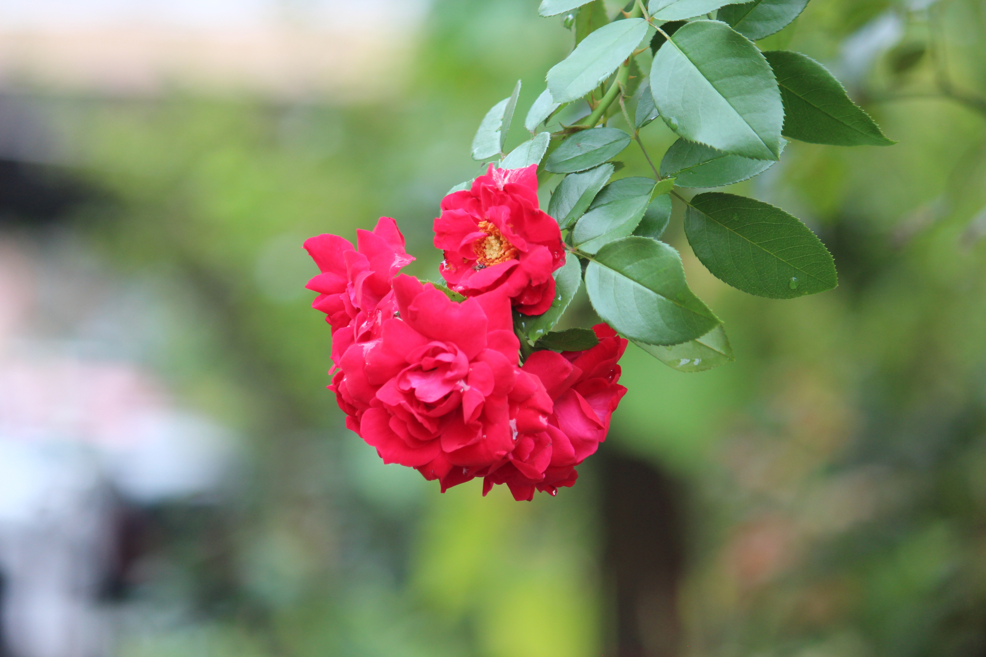 一组红色的蔷薇花,开得热烈而奔放.