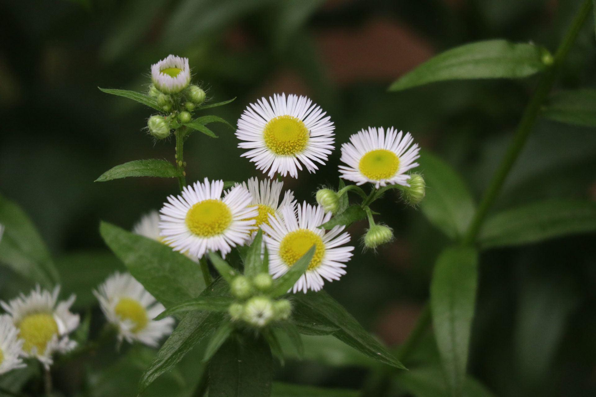 花草摄影之田野里的小野菊,佳能单反相机小长焦拍摄,原片直出.