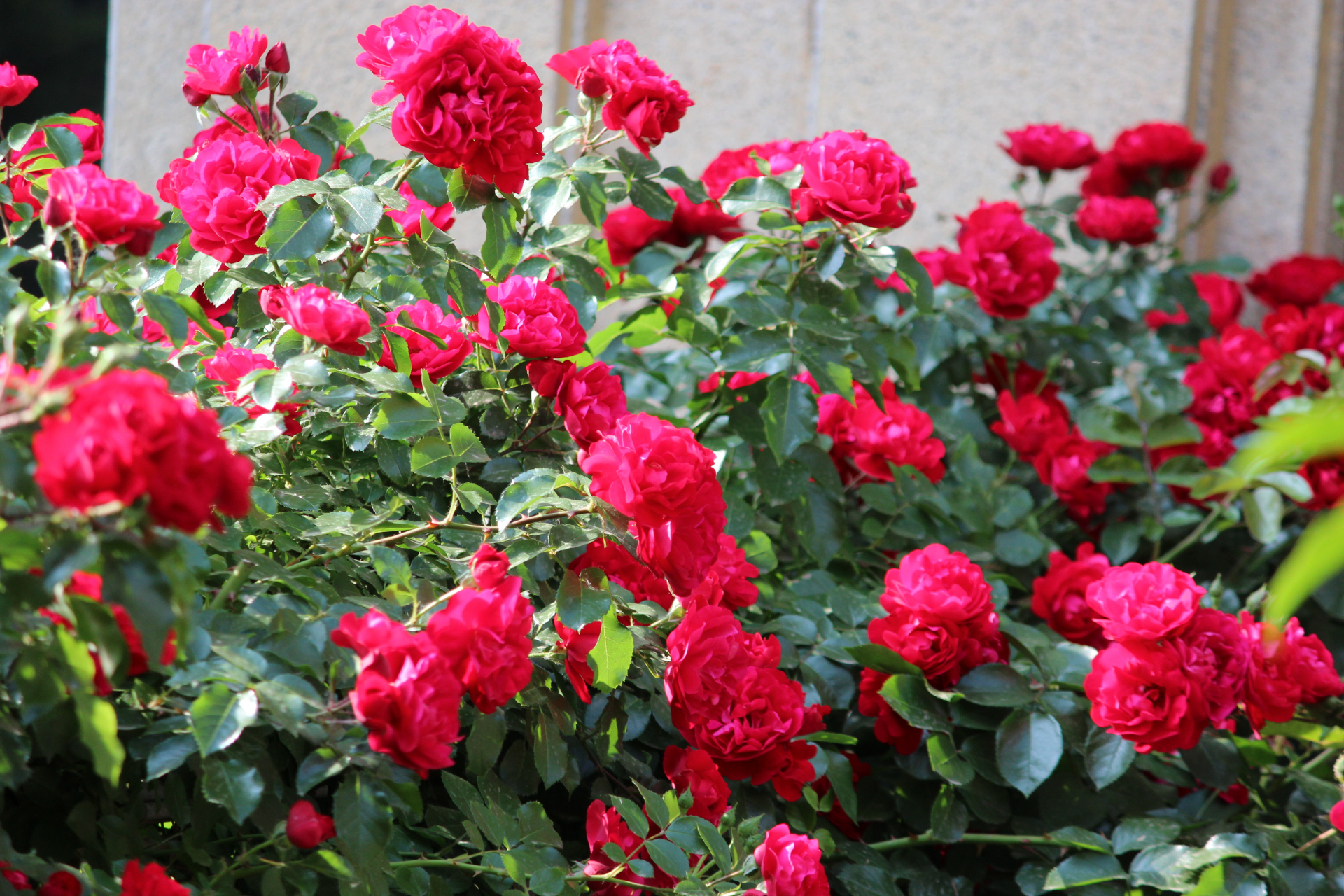 花卉原创摄影之红色蔷薇花#摄影爱好者联盟# #光影拍客