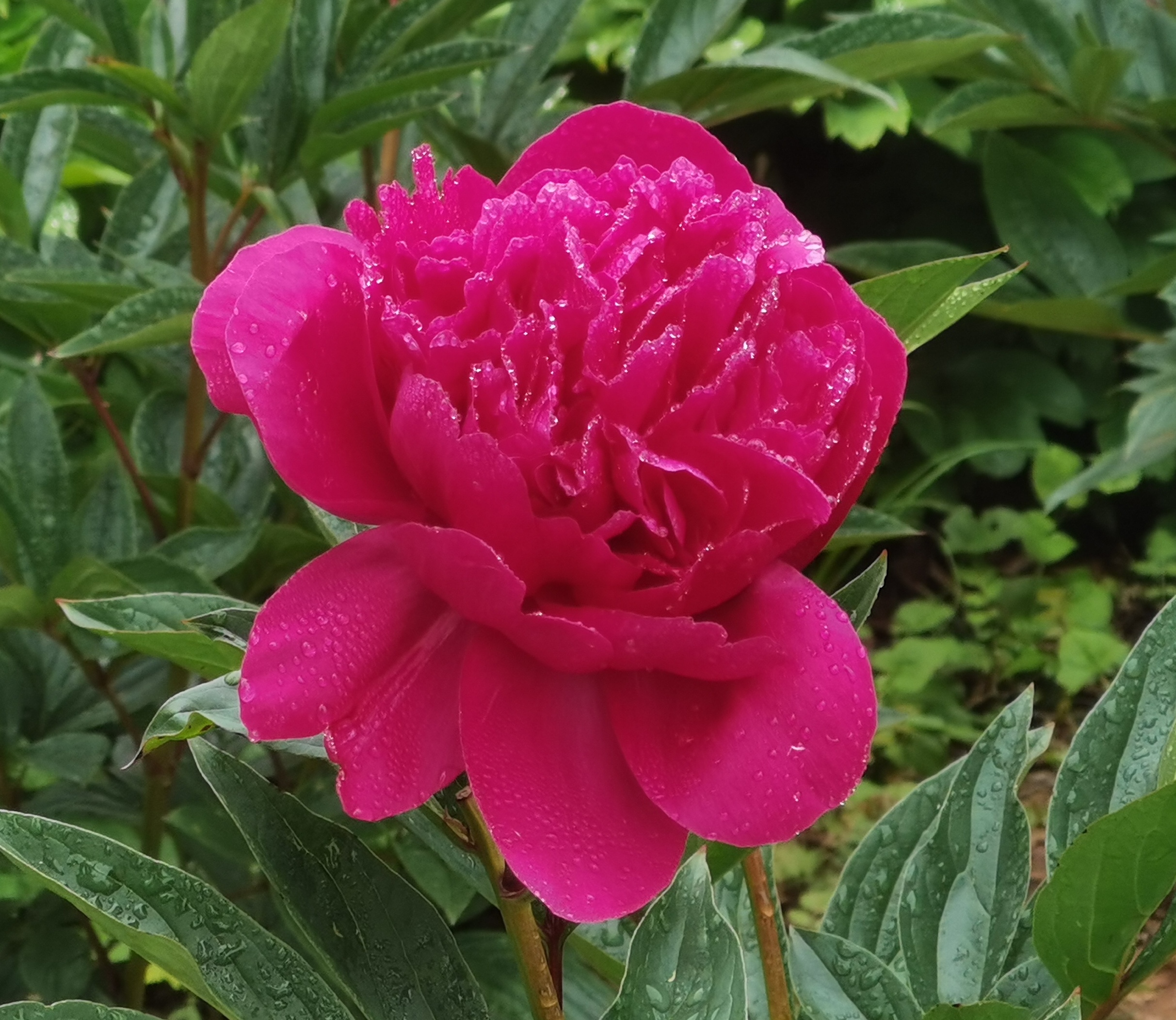 夏日赏花大赛# 花卉原创摄影之#光影拍客# 雨后芍药,艳丽绽放.