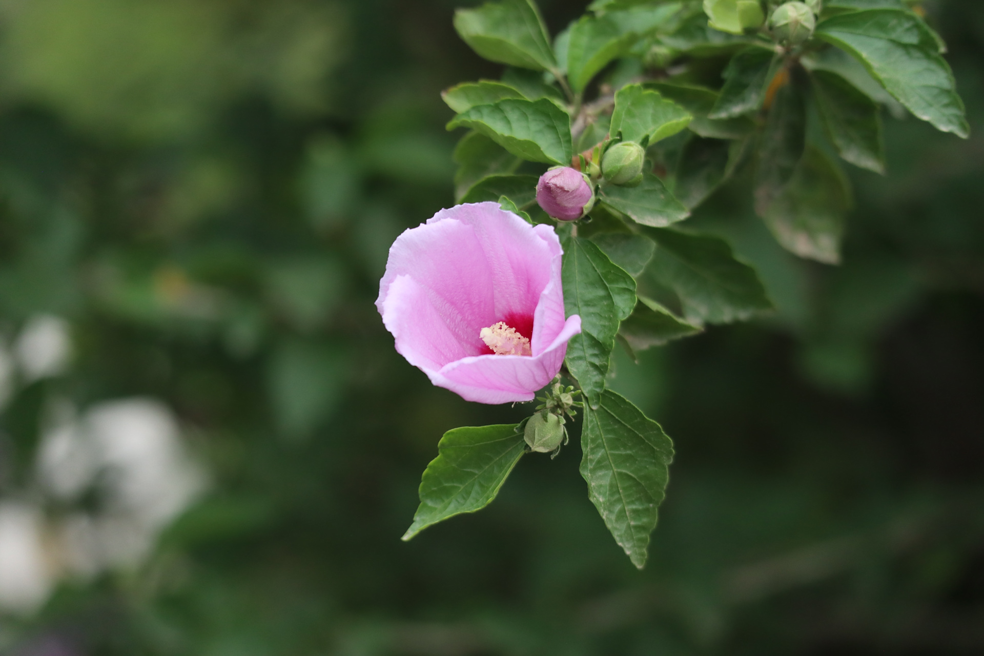 花卉摄影之单瓣木槿