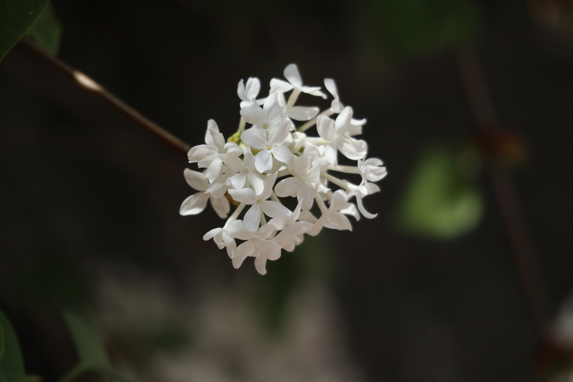 花卉摄影之白色丁香花#优质作者榜